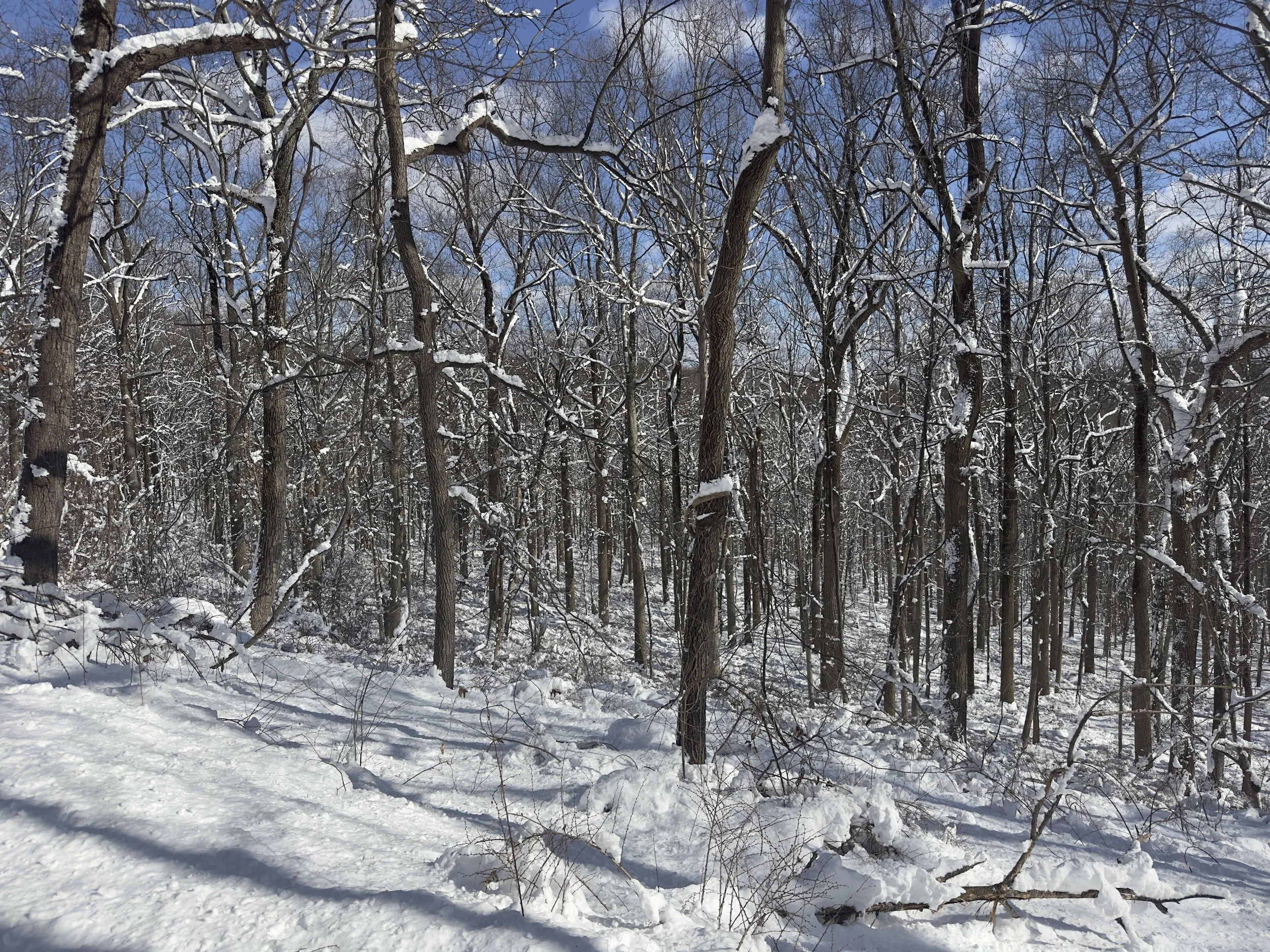 Winter canopy in blue-sky light