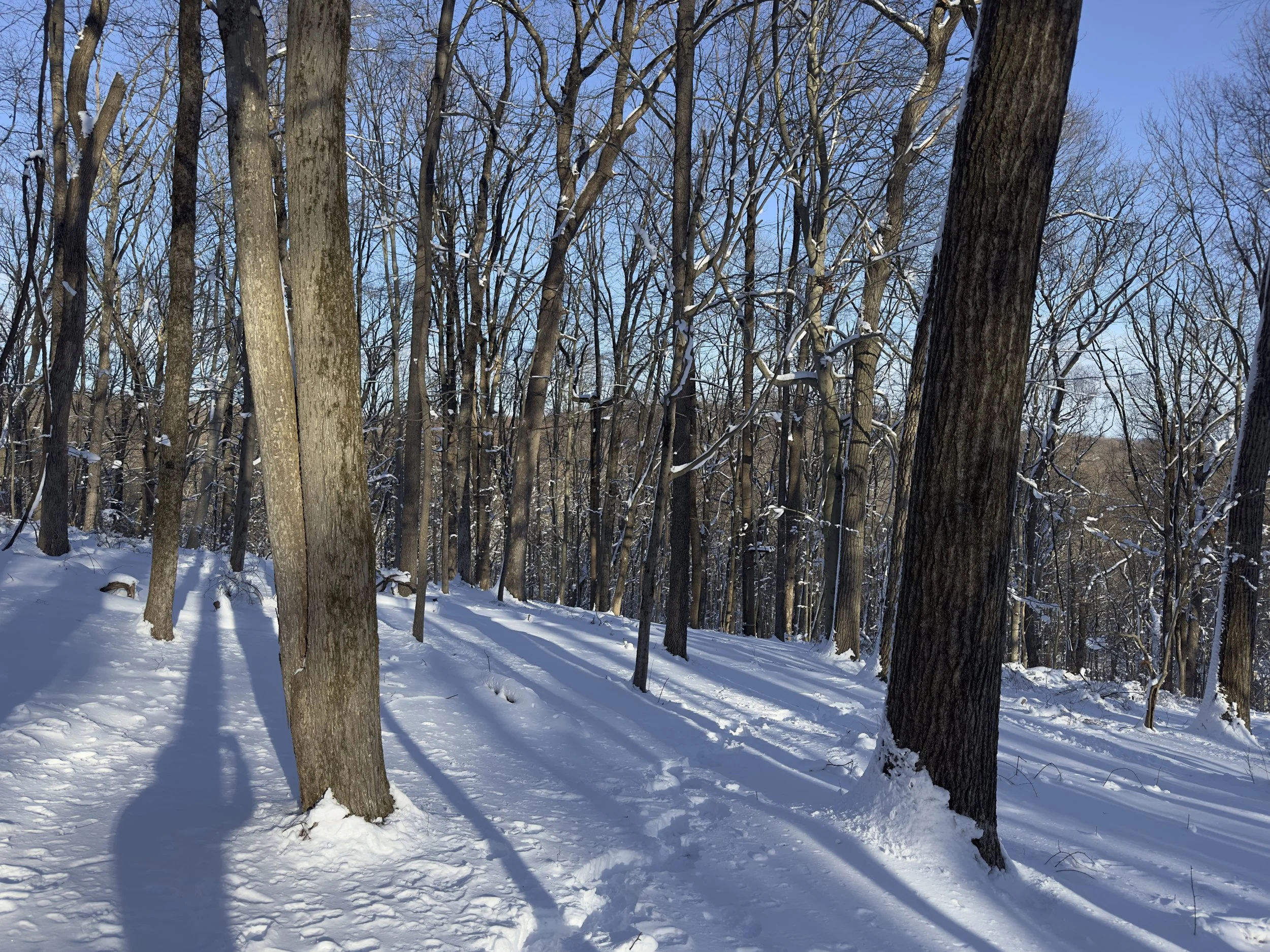 Private trail through winter woods