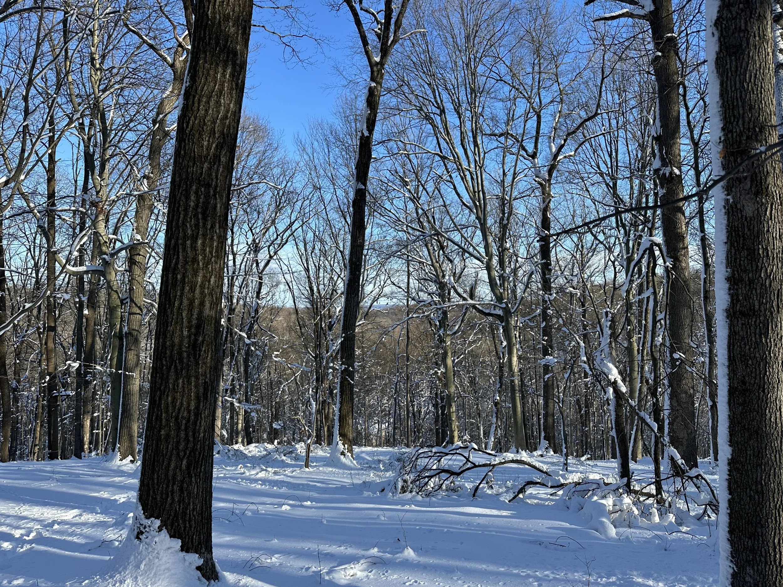 View through canopy toward preserved landscape