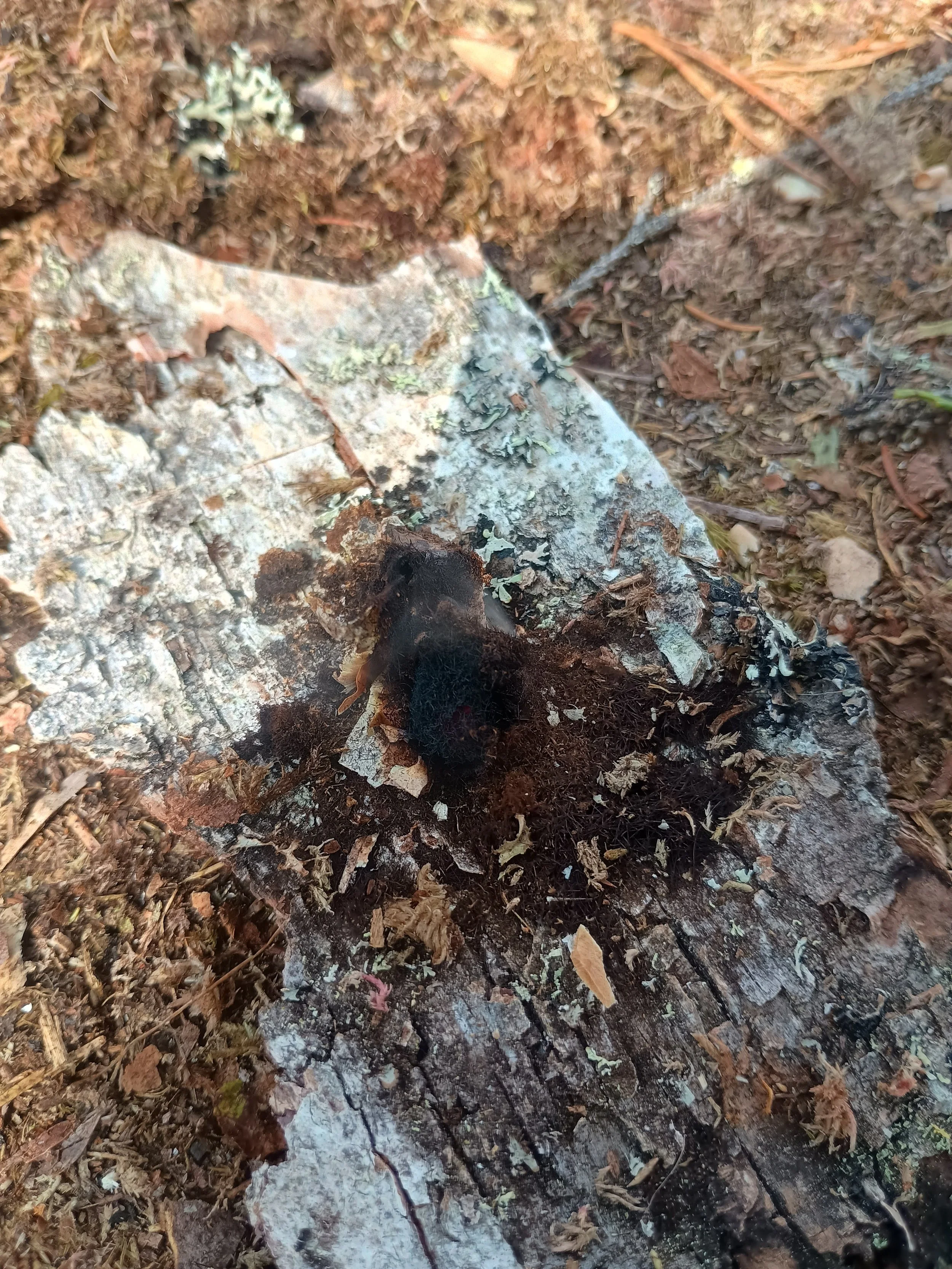 Primal Norway - Survival Courses in Norway 