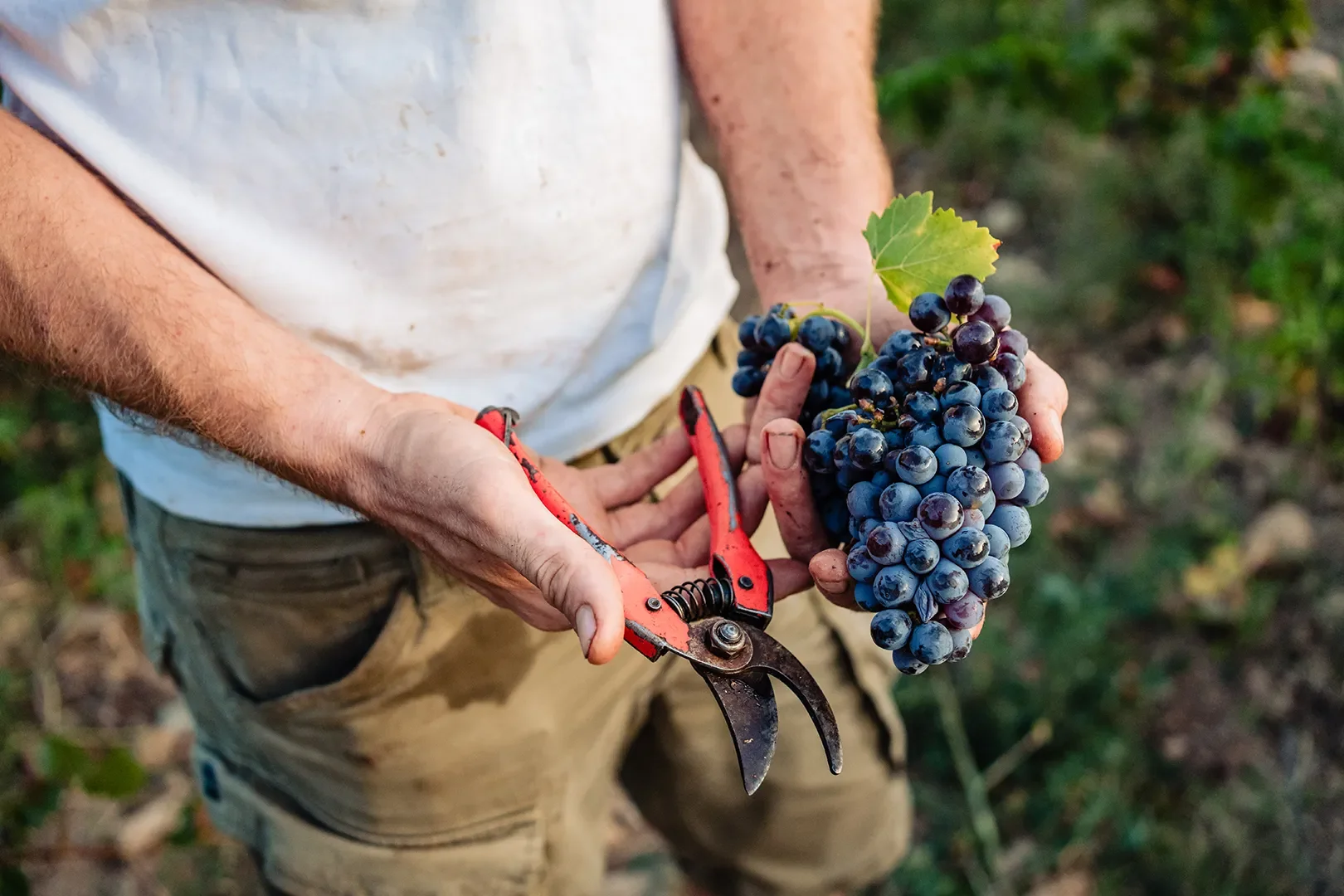 Vignoble avec une personne tenant de la machine pour couper des grappes de raisin violette