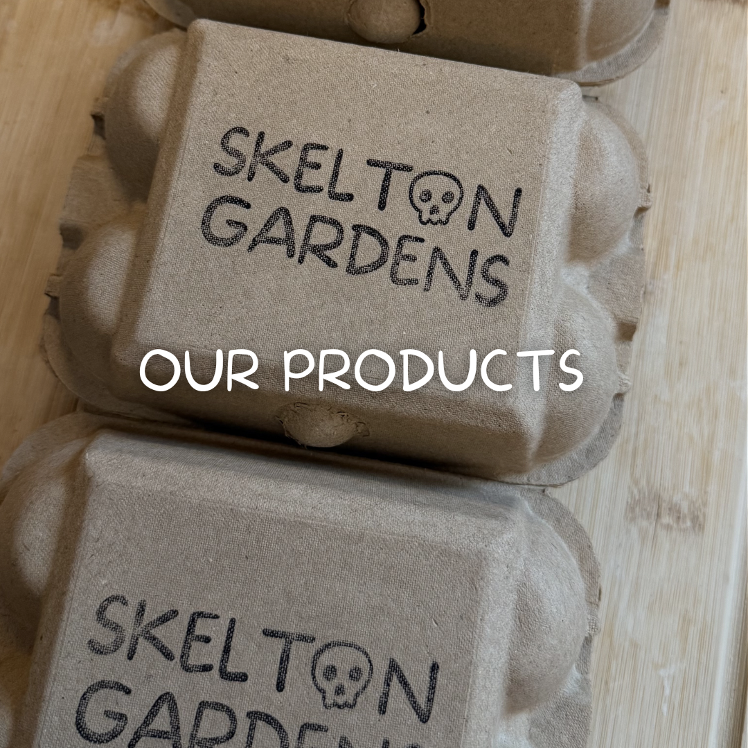 Kraft paper egg cartons labeled 'Skellington Gardens' with a skull illustration, placed on a wooden surface, with overlay text 'Our Products'.