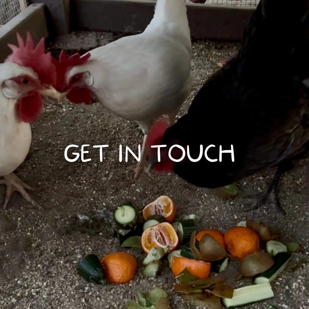 Two chickens and a rooster peck at food on the ground in a coop, with the words 'GET IN TOUCH' overlaid on the image.