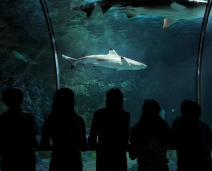 People looking at sharks and fish through an underwater viewing window in an aquarium.