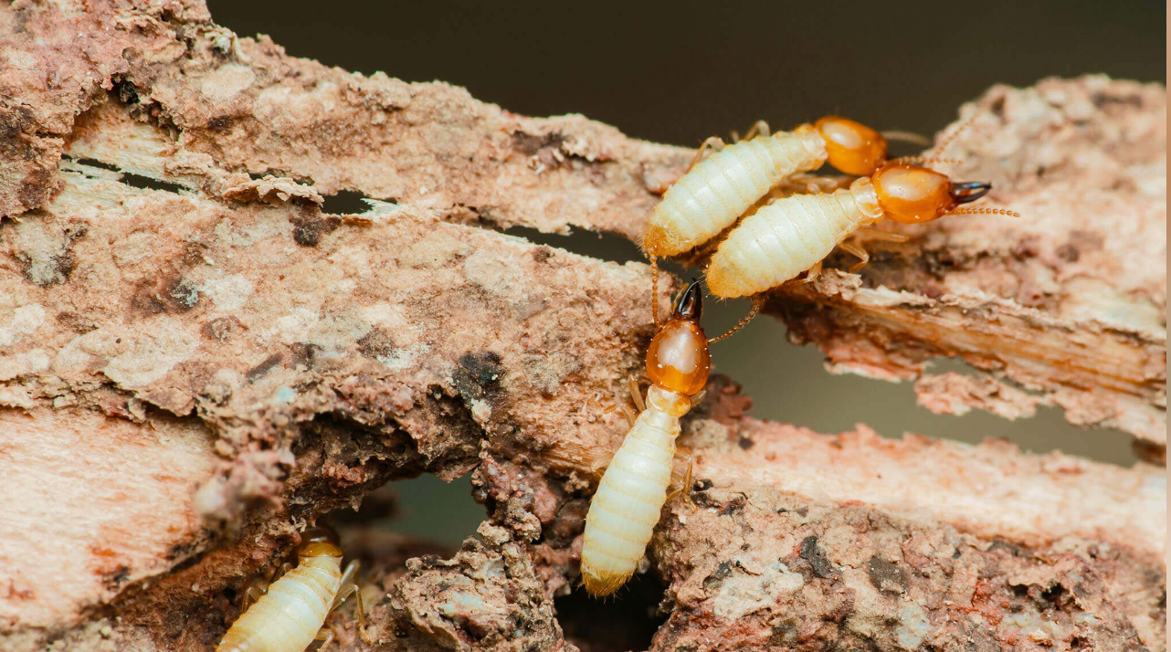 Termite Prevention 101
