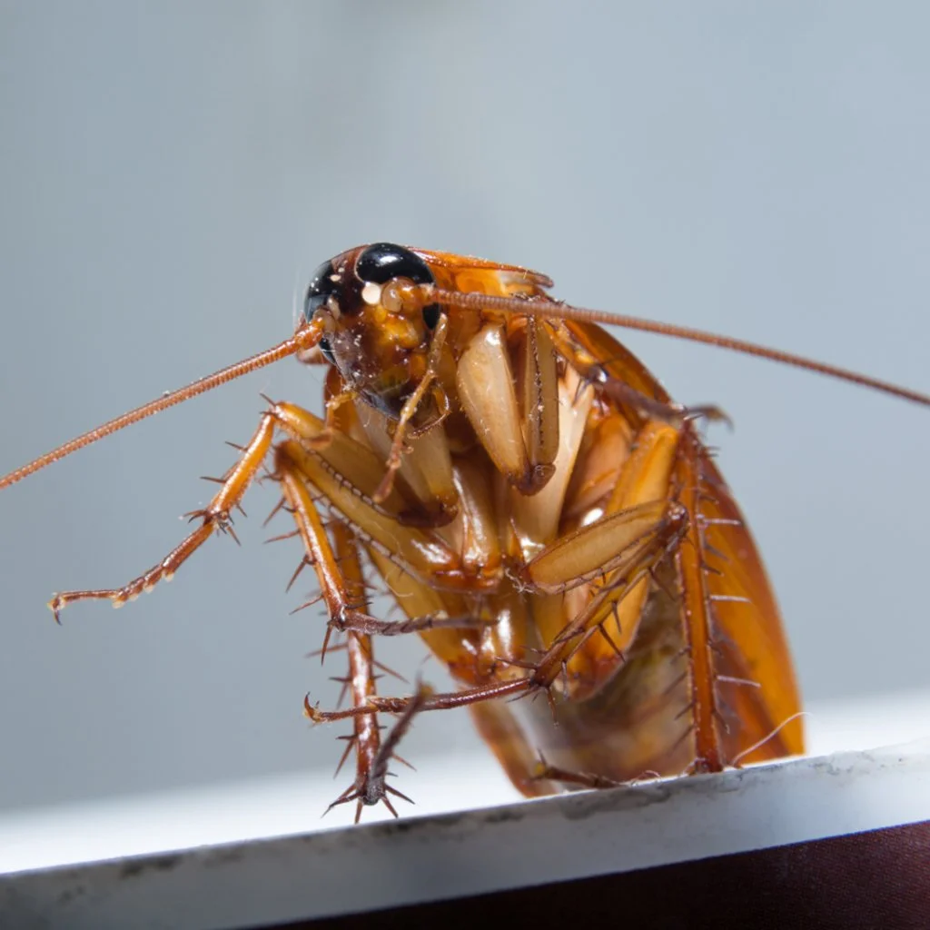 Why Roaches Can Survive Almost Anything (And Why That’s Terrifying)