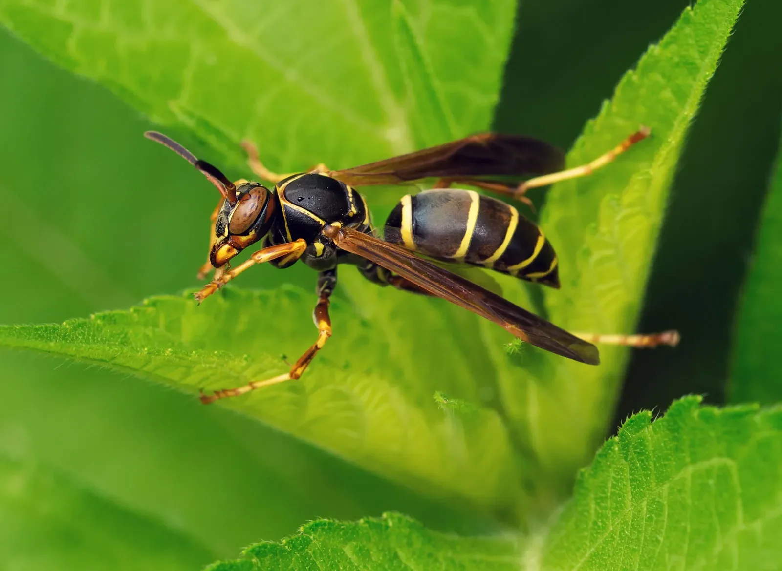 Are Those Wasps, Yellow Jackets, or Hornets? Here’s How to Tell in Tennessee