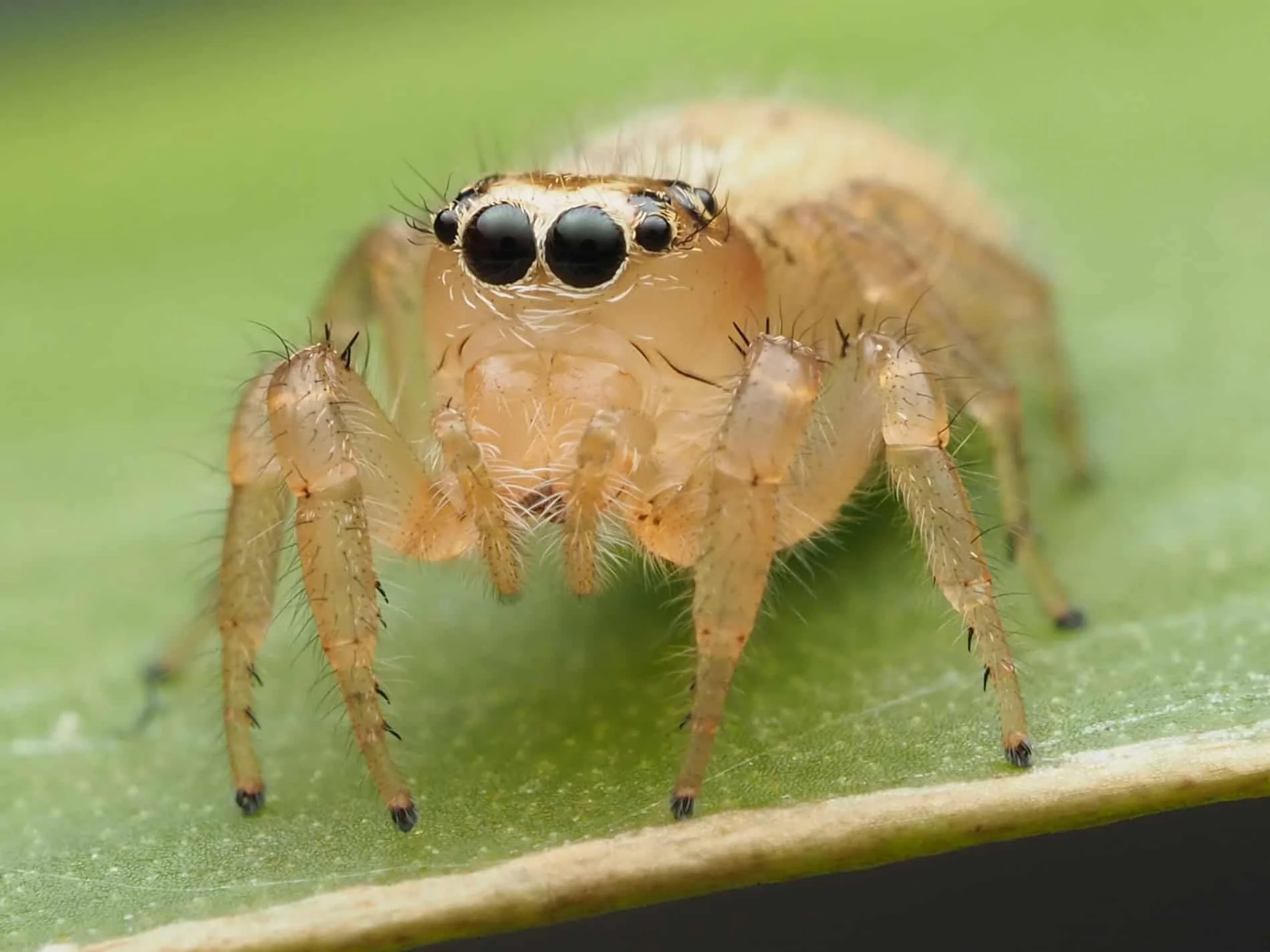 🕷️ Why You’re Seeing More Spiders Lately (And What It Actually Means)