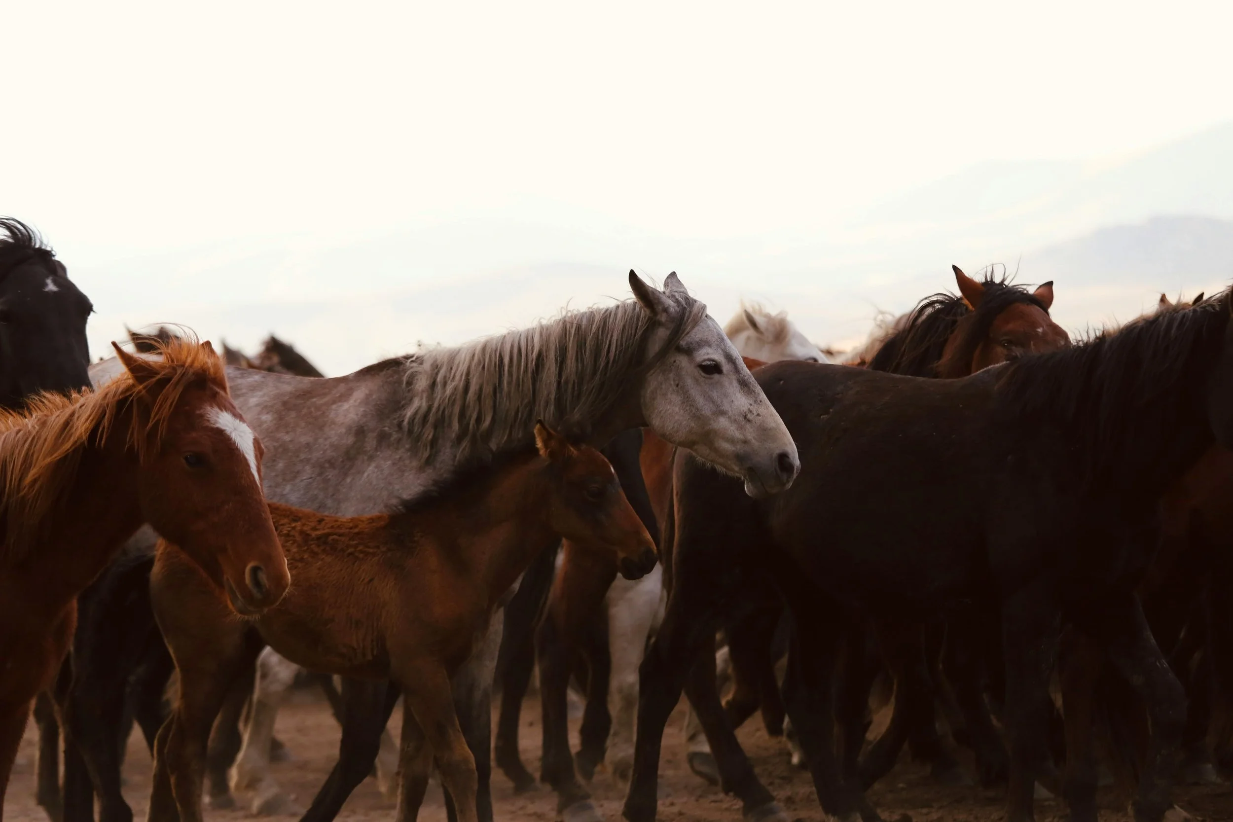 BLM Wild Horse Adoption at the Stark County Fairgrounds in Dickinson, ND
