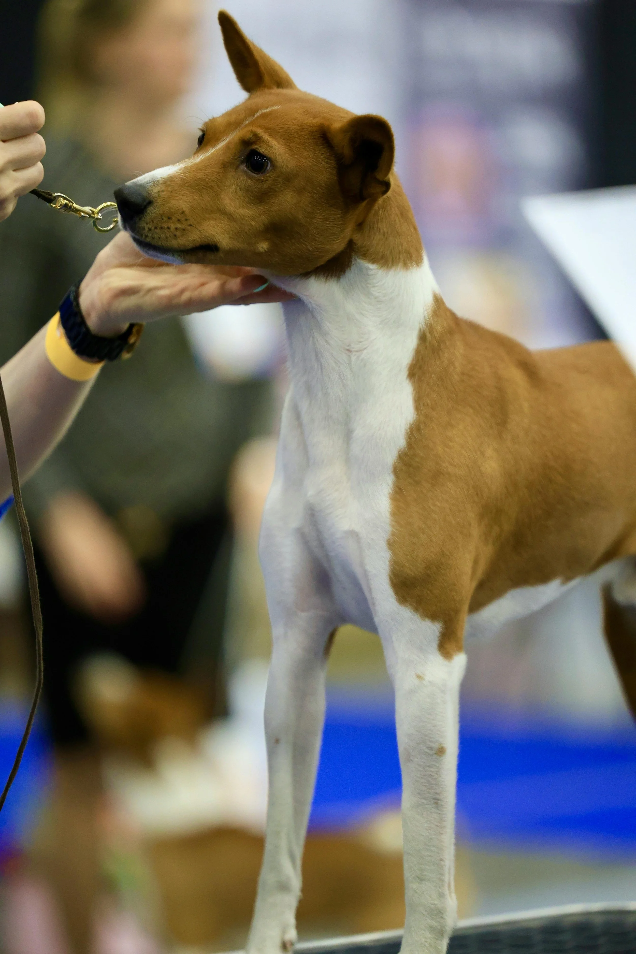 Purina Endurance Trials