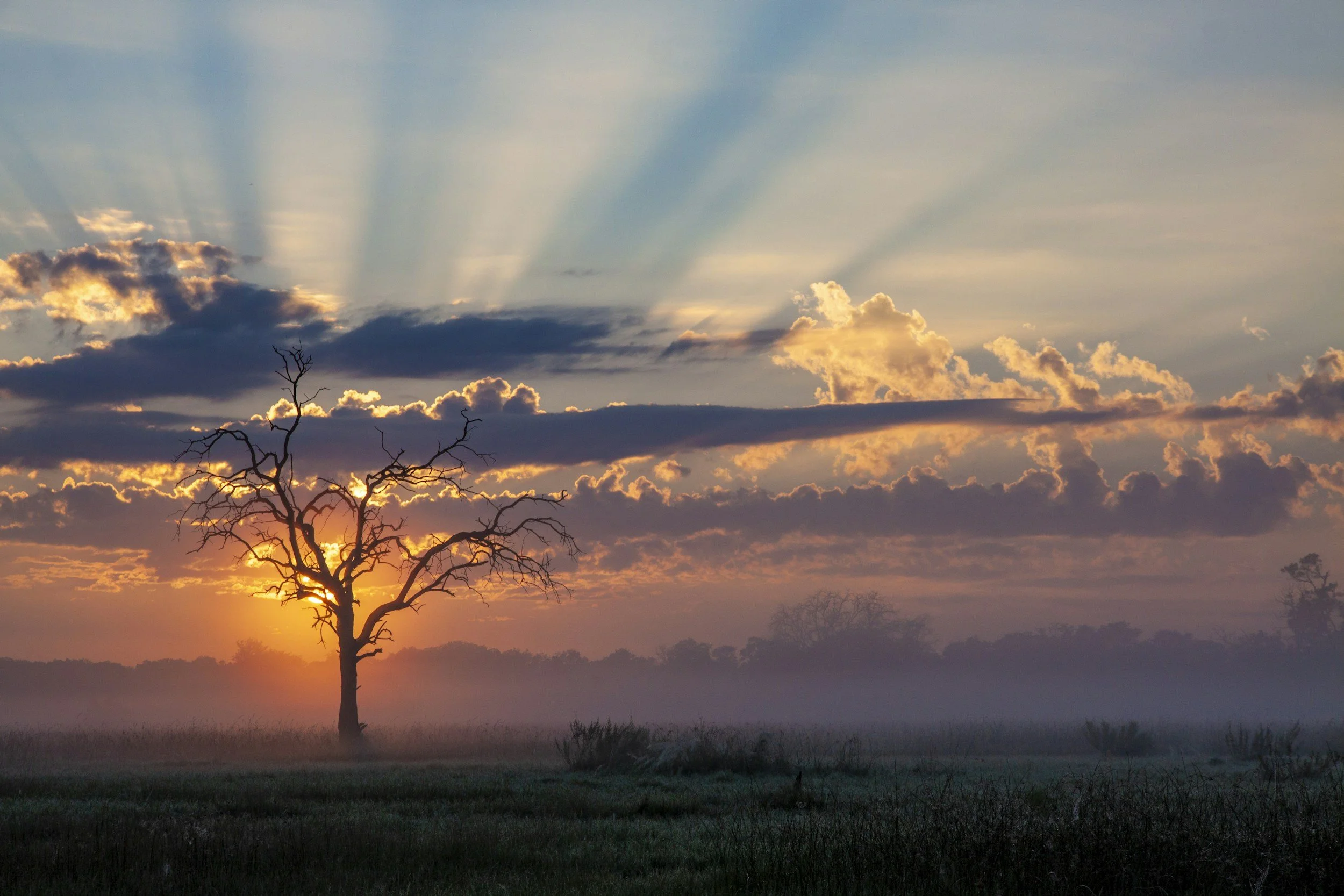 A landscape scene at sunset with a leafless tree in the foreground, crossed-wise clouds illuminated by the setting sun, and rays of sunlight streaming through the clouds in the sky.