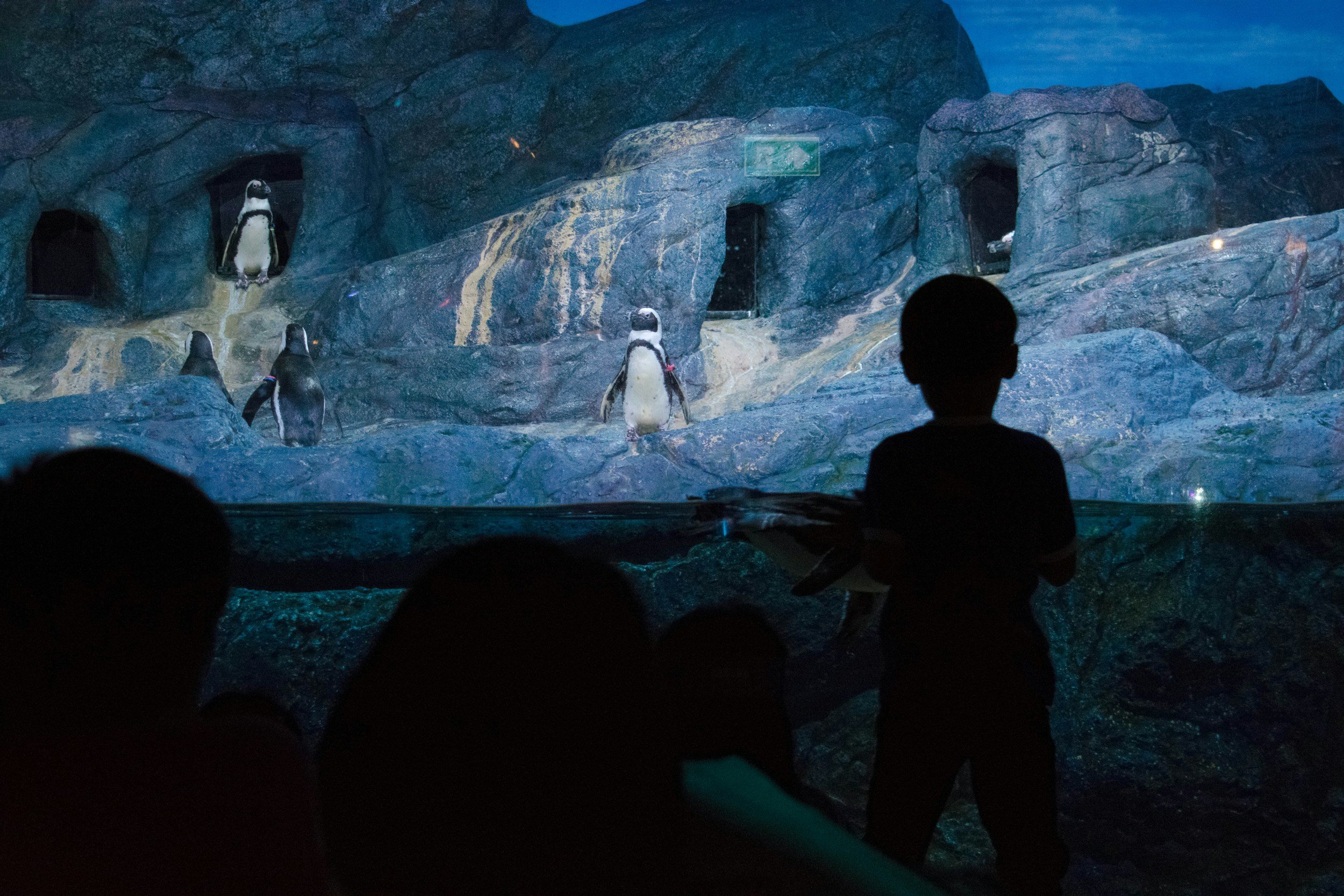 An indoor penguin exhibit with three penguins on rocks and one penguin standing in a cave opening, with silhouette viewers in the foreground.