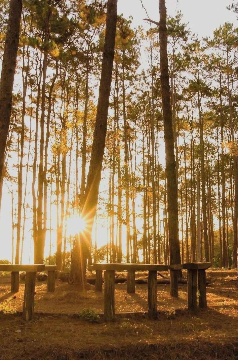 Kreis aus Holz im Wald als Ort für Naturcoaching in der Gruppe und gemeinsames Reflektieren