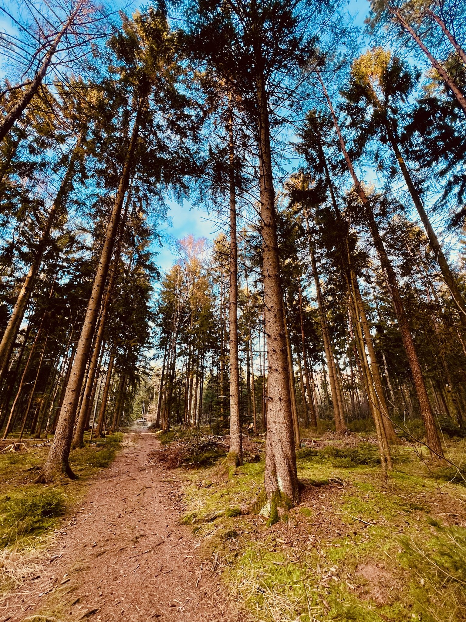 Waldweg zwischen Bäumen als Ort für Naturcoaching und Achtsamkeit