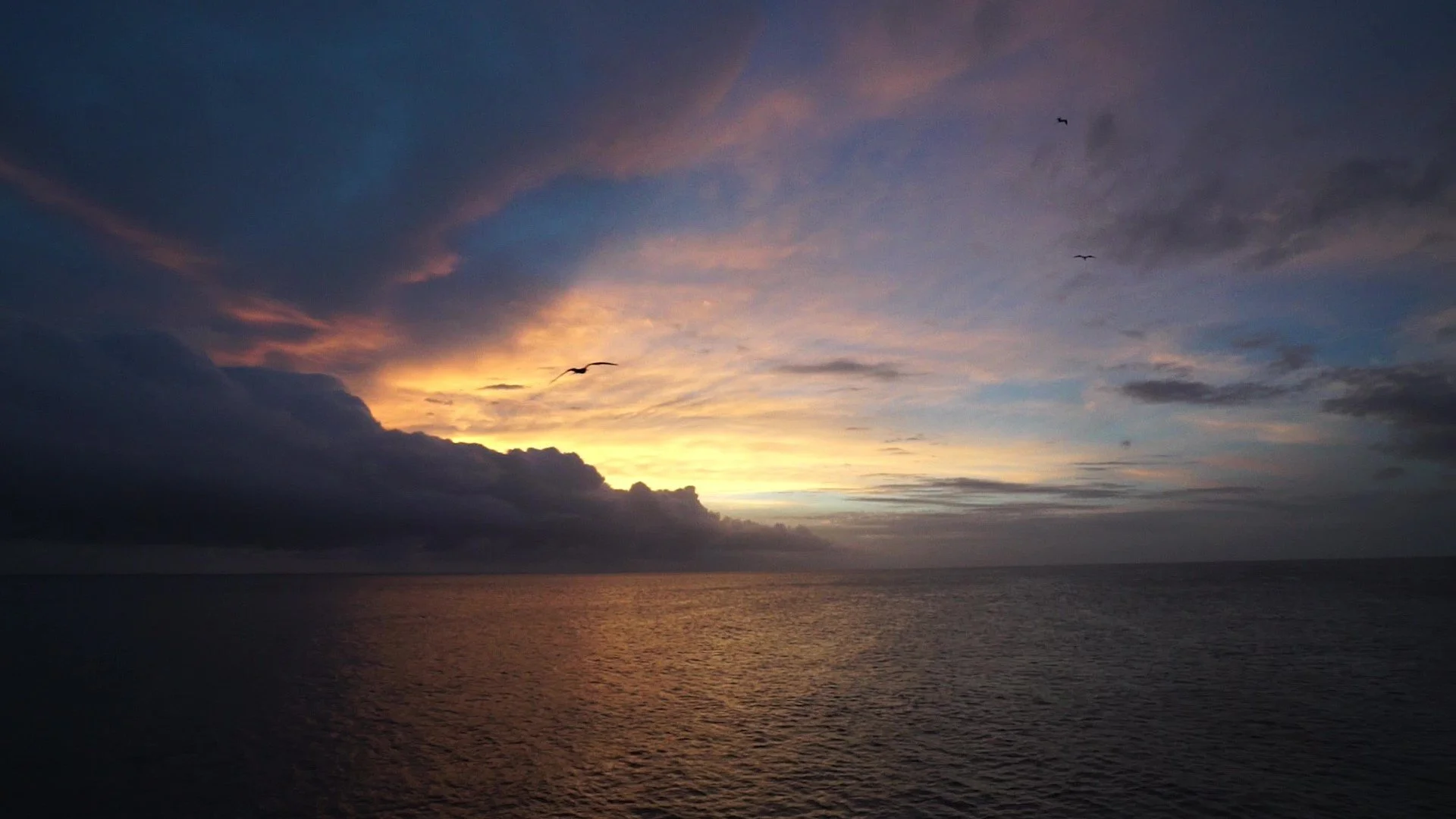 058352672-bird-flying-across-beautiful-s - frame at 0m3s.jpg