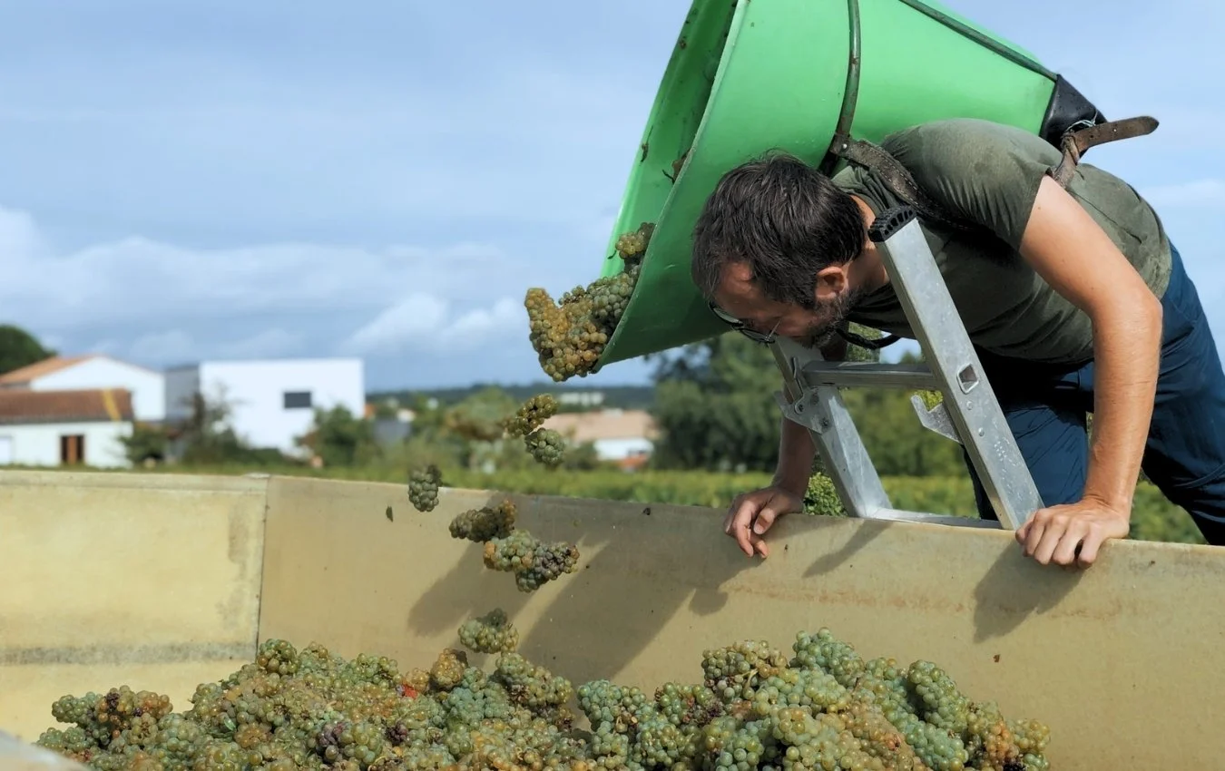 domaines vinet harvest 2 agent us importer highnote wine.jpg