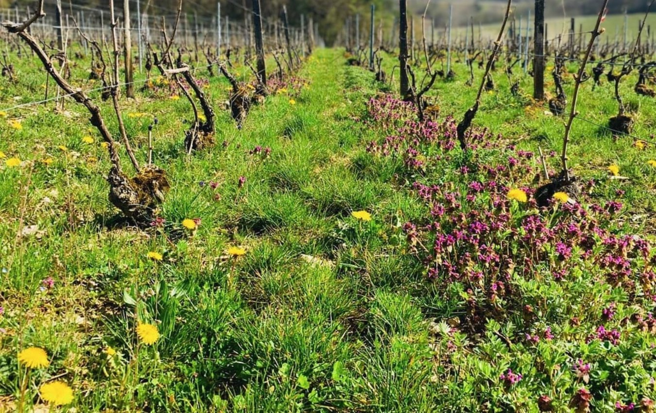 Champagne Thierry Massin vienyard agent us importer highnote wines.jpg