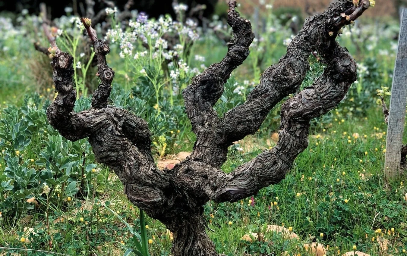 CLOS DU CALVAIRE goblet agent us importer highnote wines.jpg