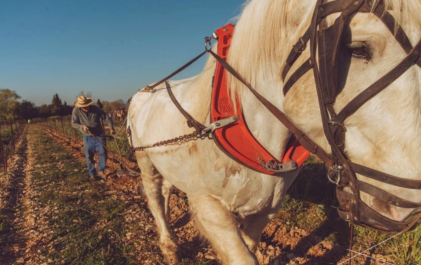 Domaine Henri Milan vineyard agent us importer highnote wines.jpg