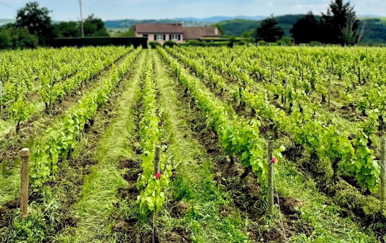 Jean-Étienne Chermette Beaujolais vineyard agent us importer highnote wines.jpg