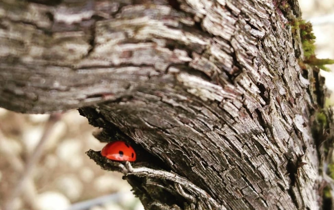 Champagne Thierry Massinvineyard agent us importer highnote wines.jpg