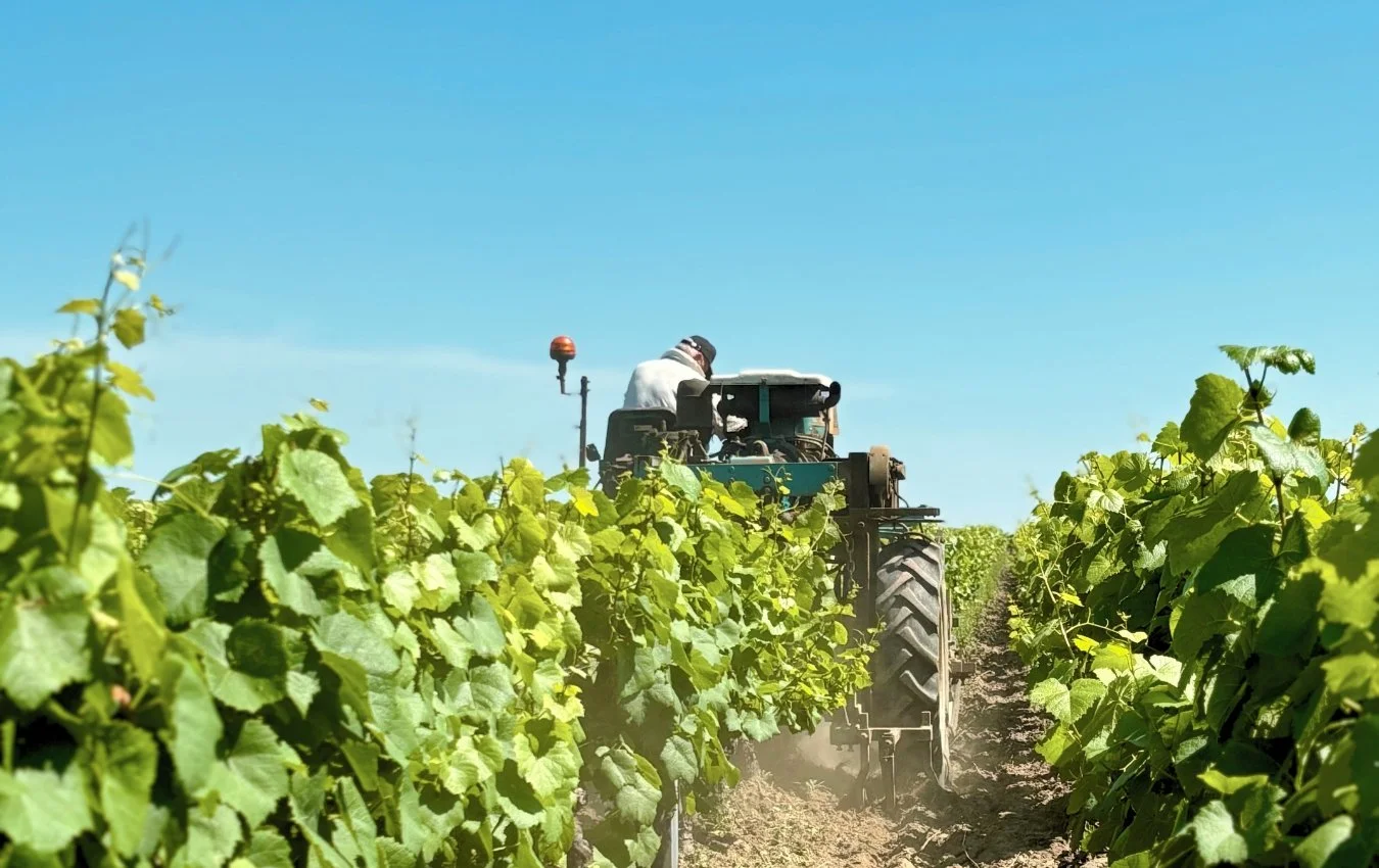 domaines vinet muscadet france us agent vineyard.jpg