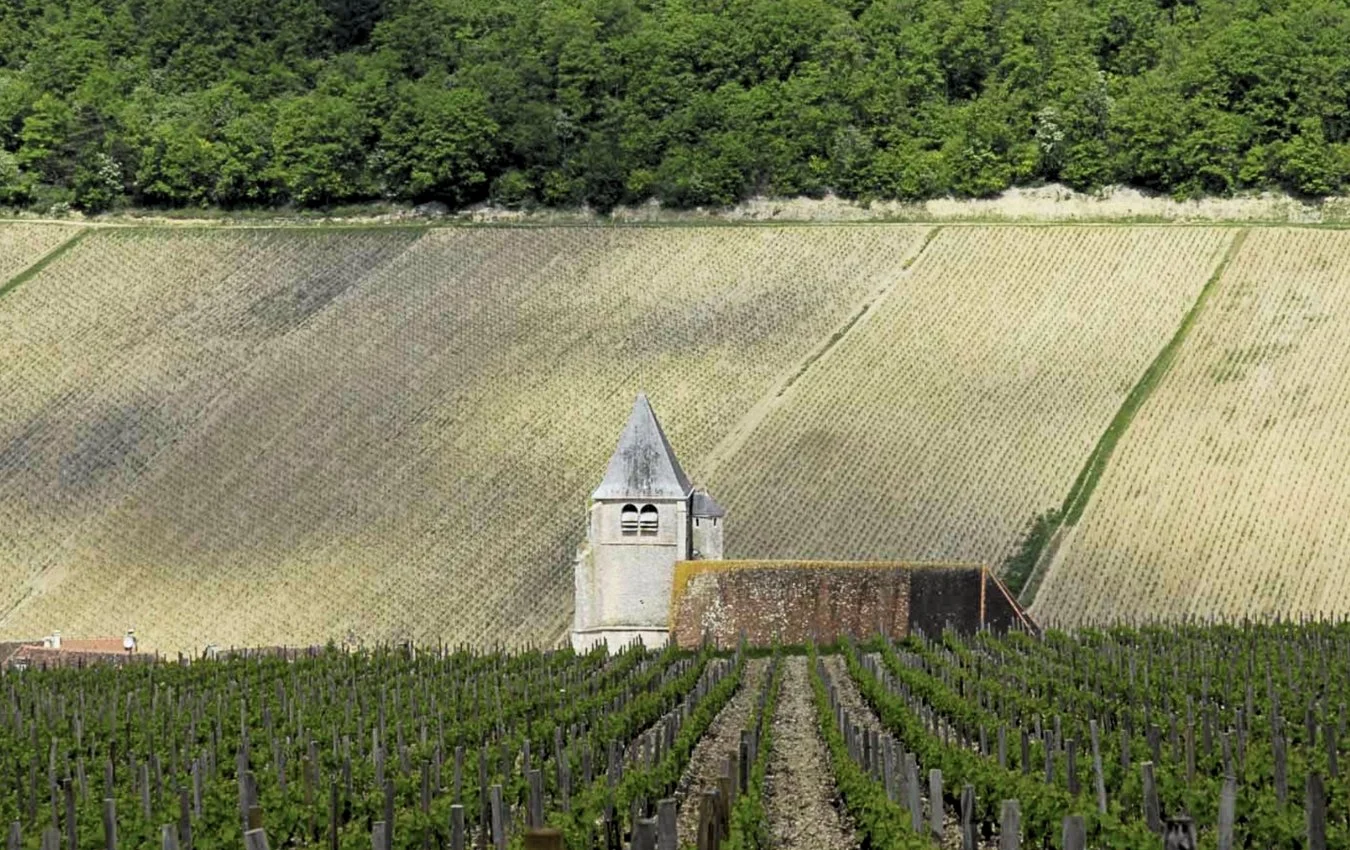 domaine de la mandeliere chablis us importer highnote wines.jpg