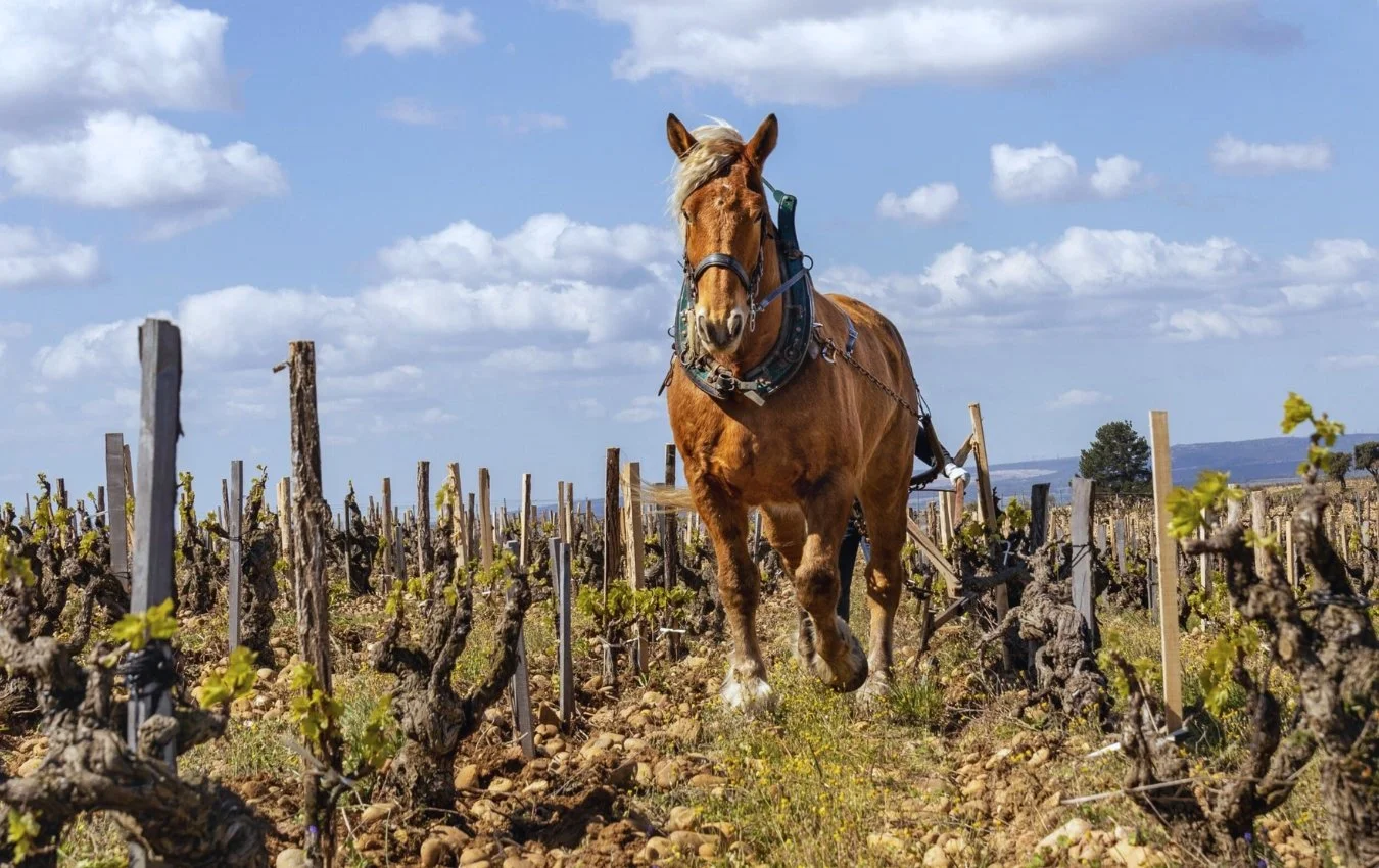 clos du calvaire vineyard agent us importer highnote wines.jpg