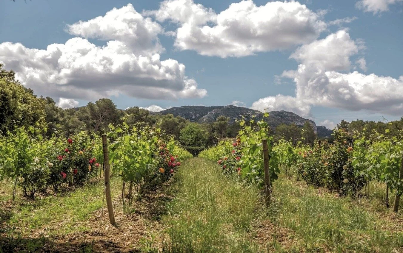 Domaine Henri Milan wines biodynamic us importer highnote wines.jpg