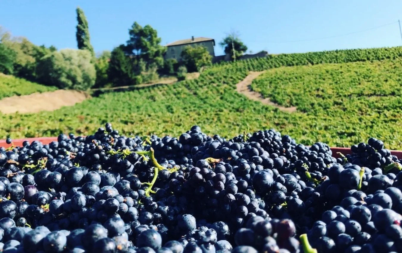 Jean-Étienne Chermette Beaujolais harvest agent us importer highnote wines.jpg