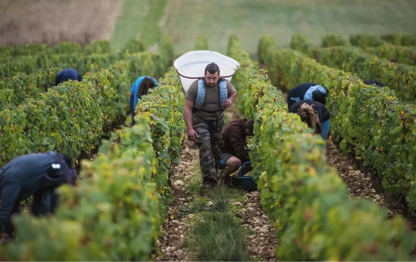 domaine thomas sancerre vineyard agent us importer highnote wines..jpg