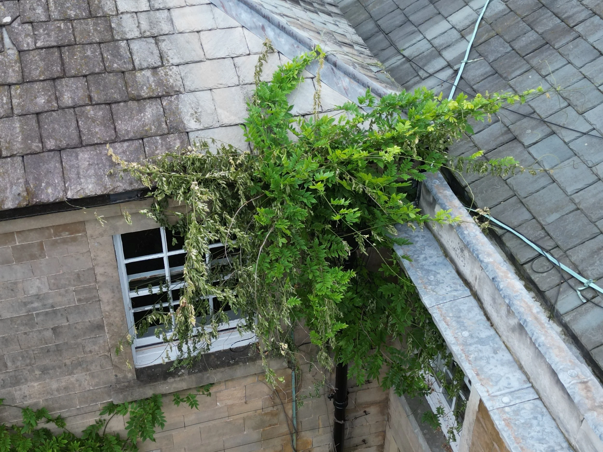 Green vine with leaves growing along a building's stone wall under a gray shingled roof.