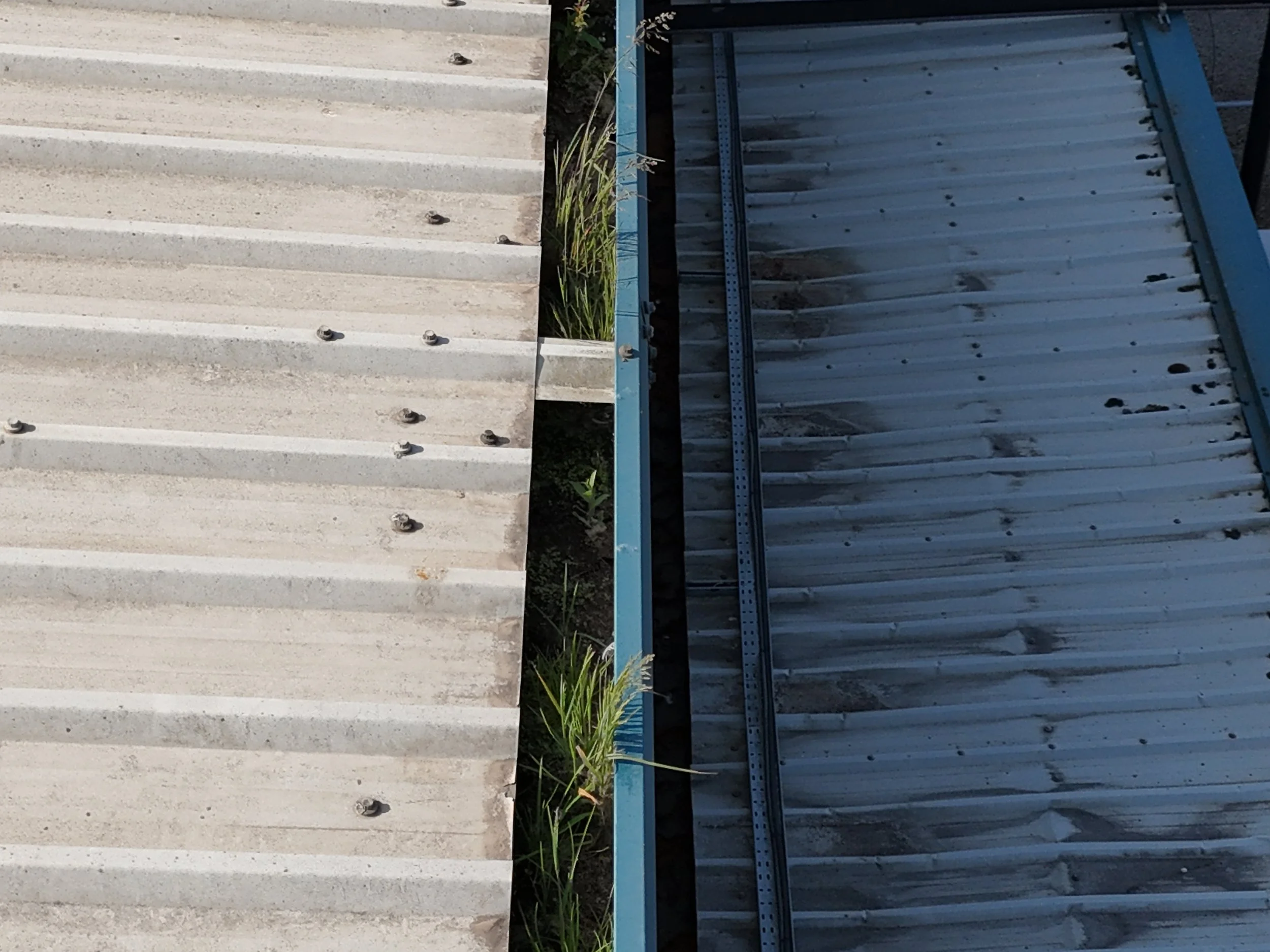 Close-up of metal roofing sheets, with some grass growing between the overlapping sheets.