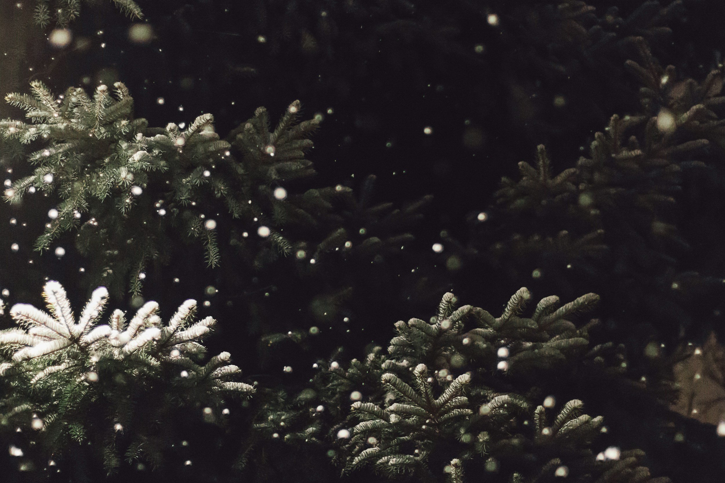Snow falling on evergreen trees at night.