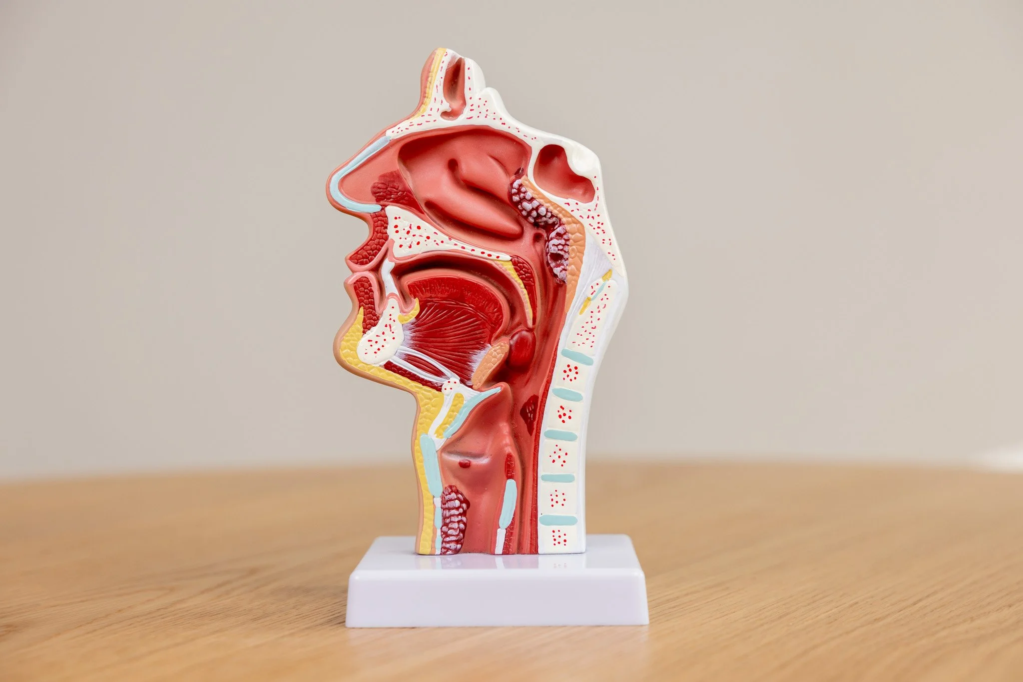 Modell einer menschlichen Schädel- und Rachenhöhlen Anatomie auf einem weißen Sockel vor einem grauen Hintergrund.