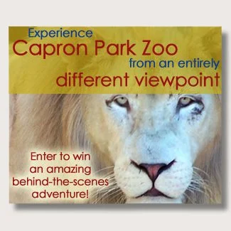 SQUARE---300x250_CapronZoo_Contest_BehindScens.jpg