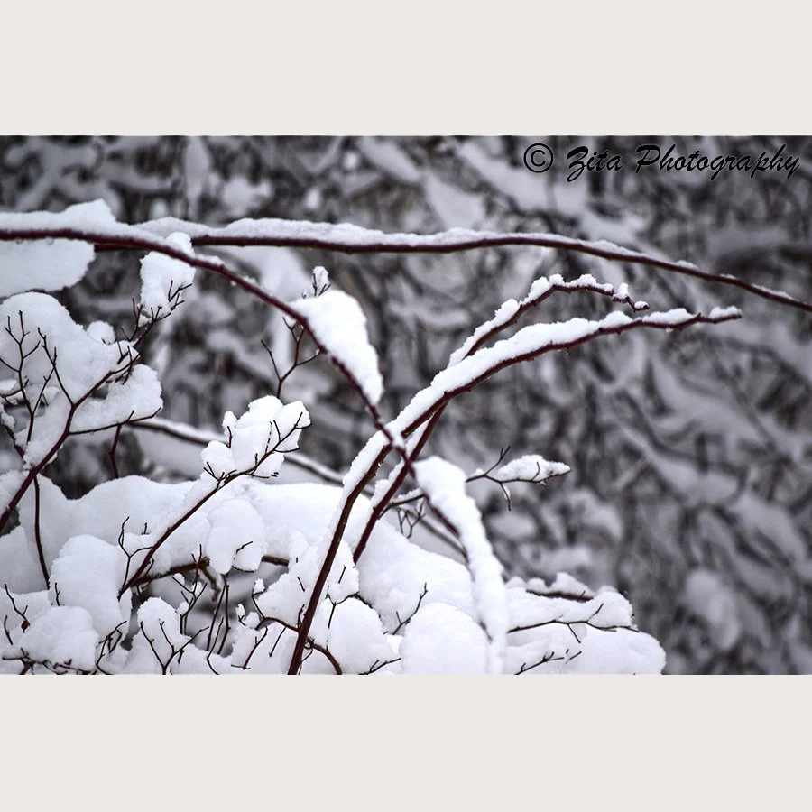 Photograph of snow on branches