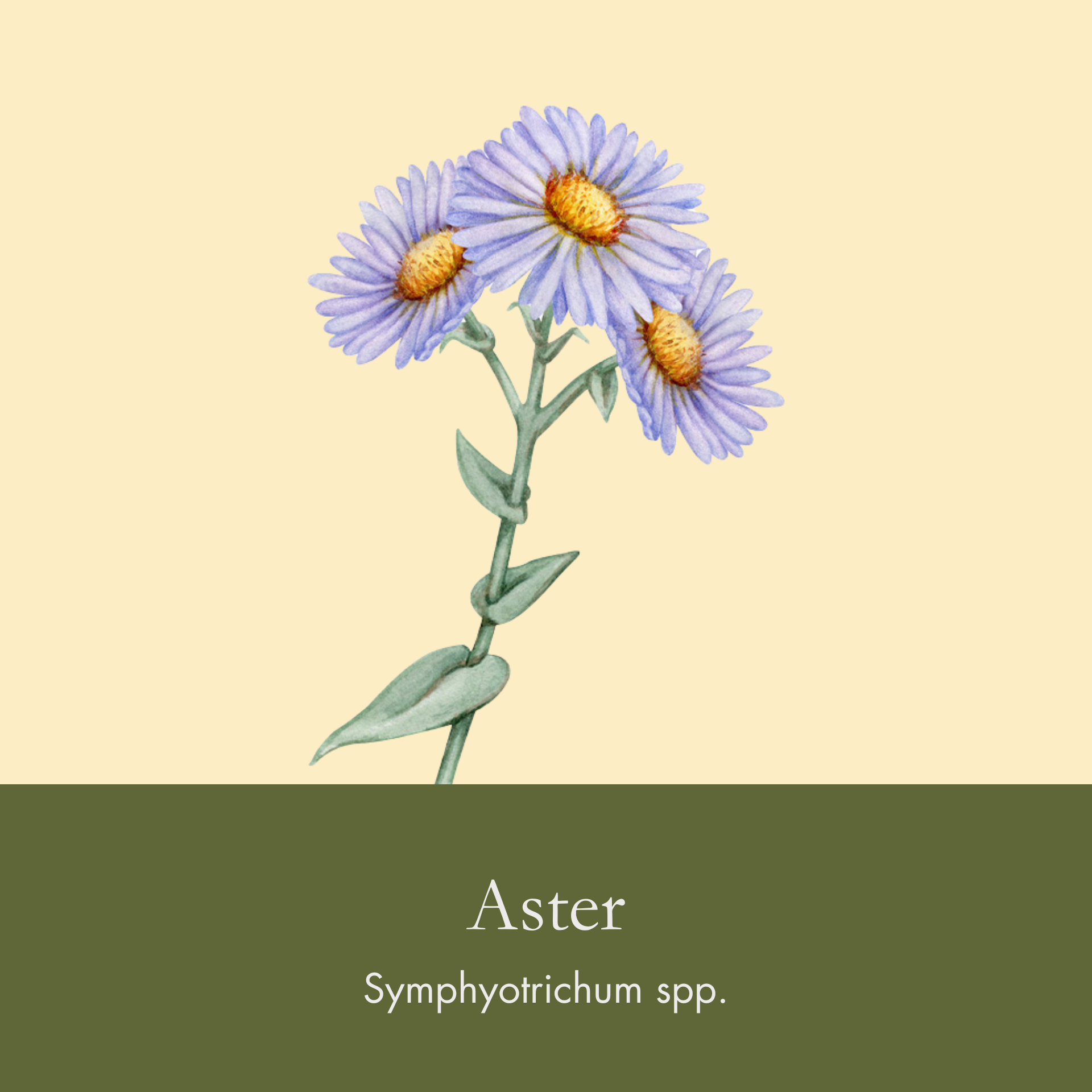 Aster - Mediocre Gardener