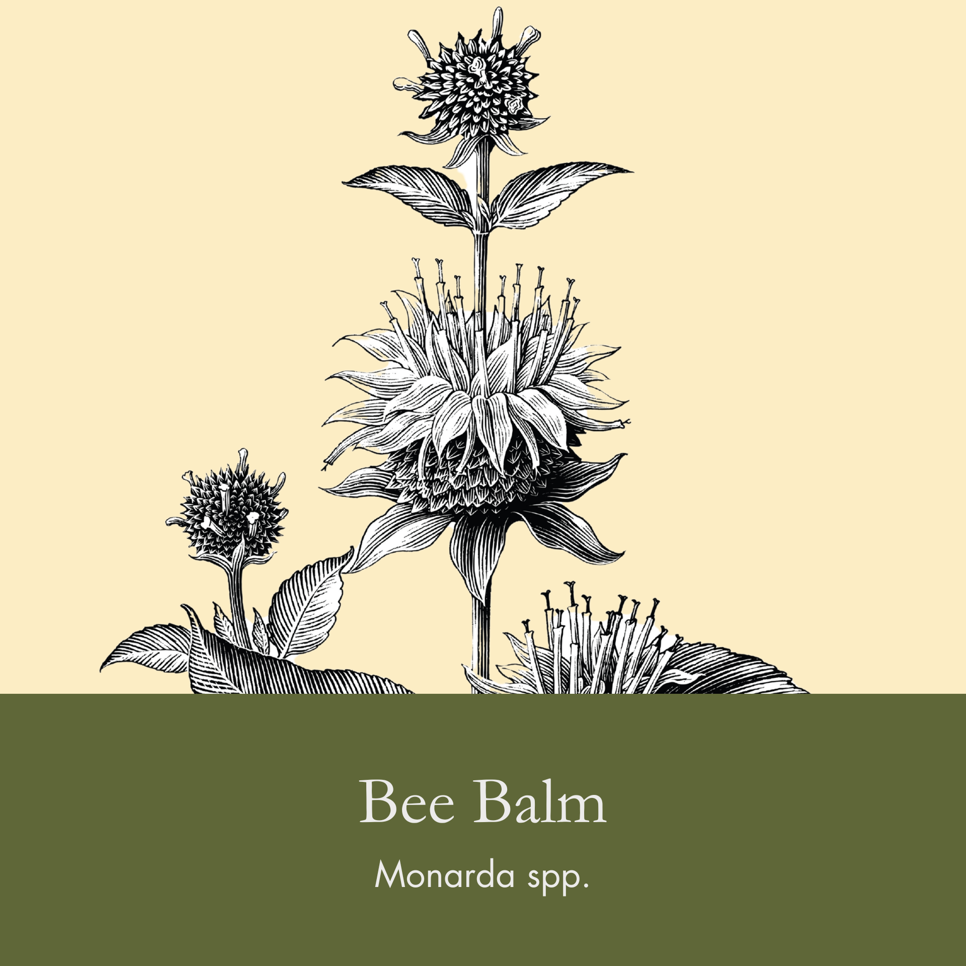Bee Balm.png