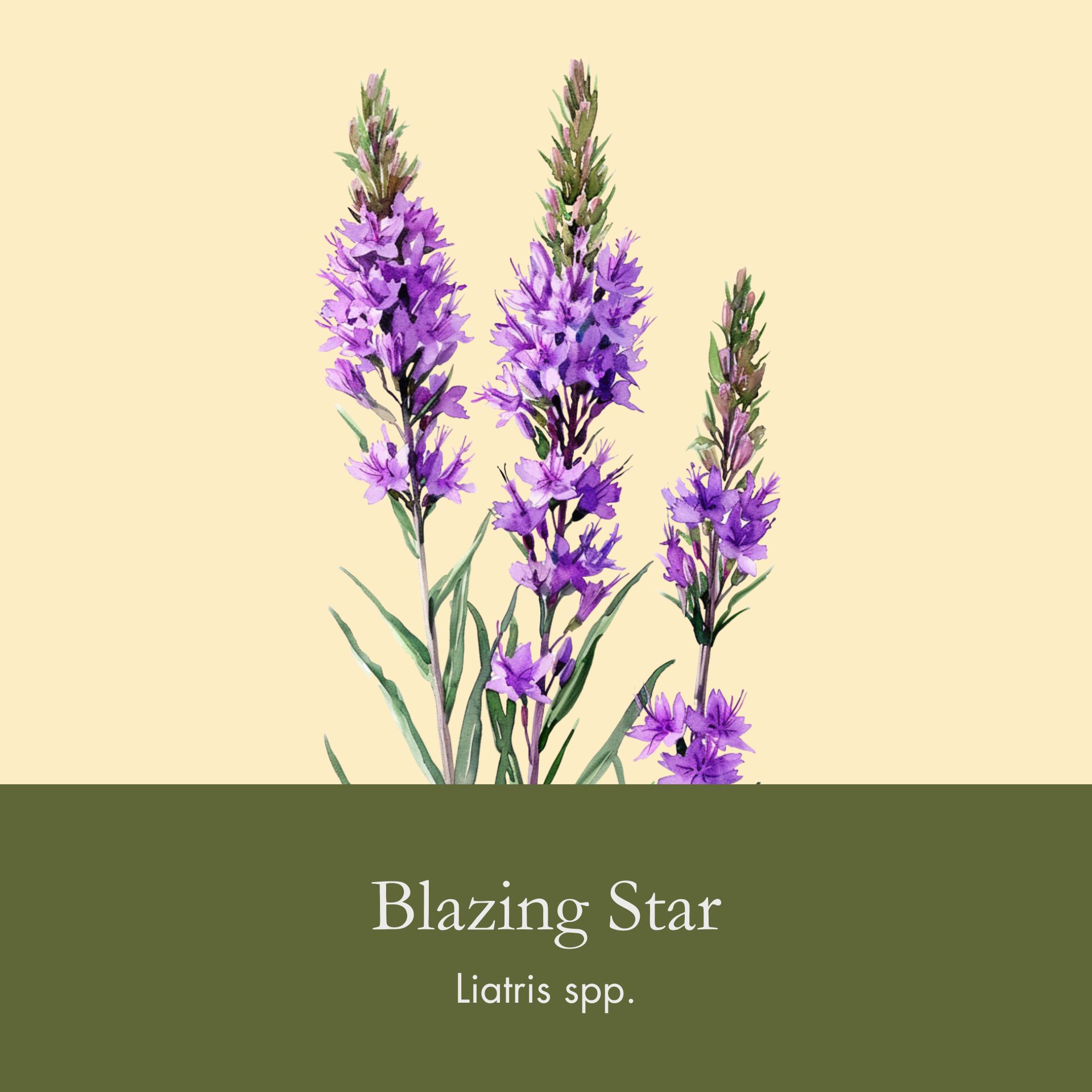 Blazing Star.png