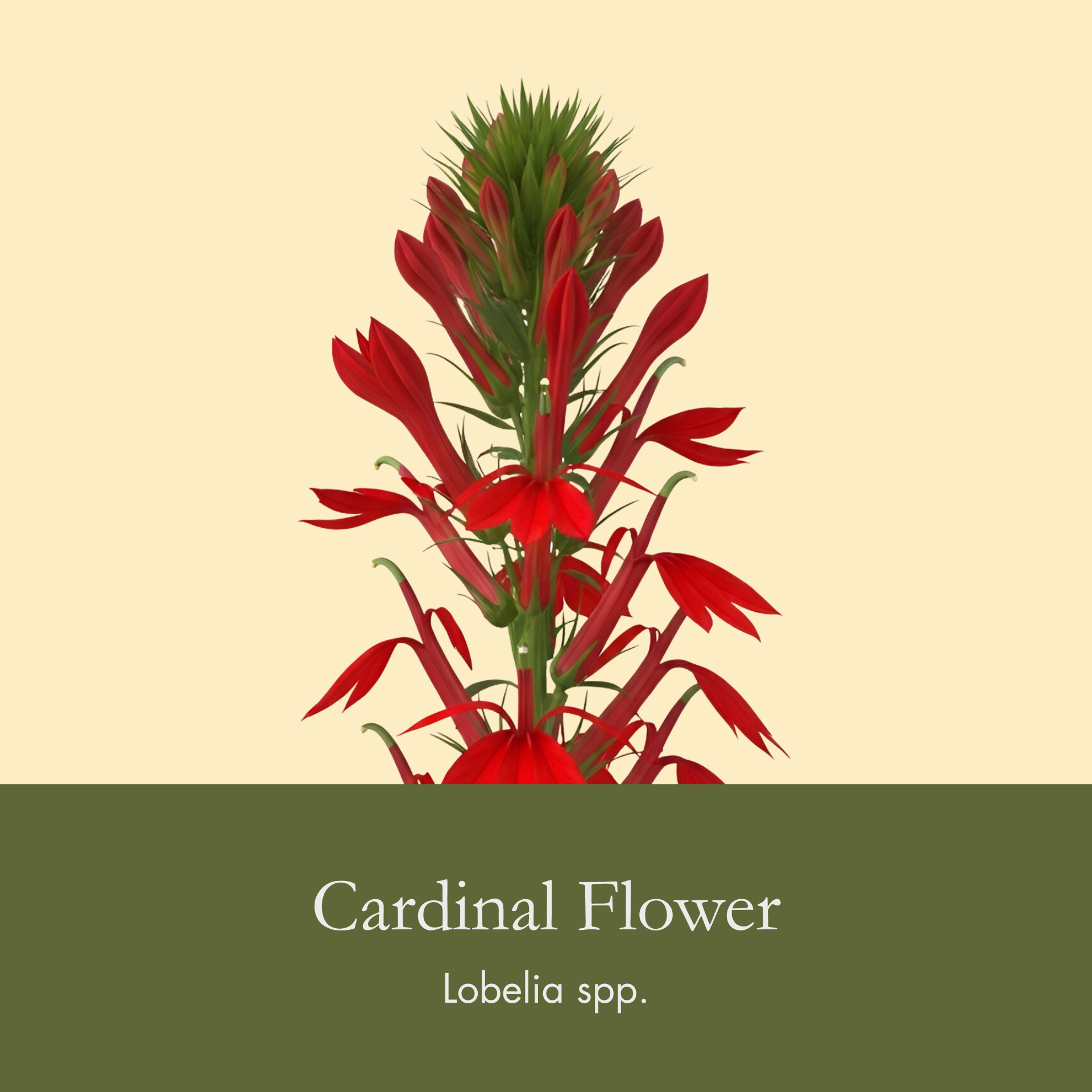 Cardinal Flower.png