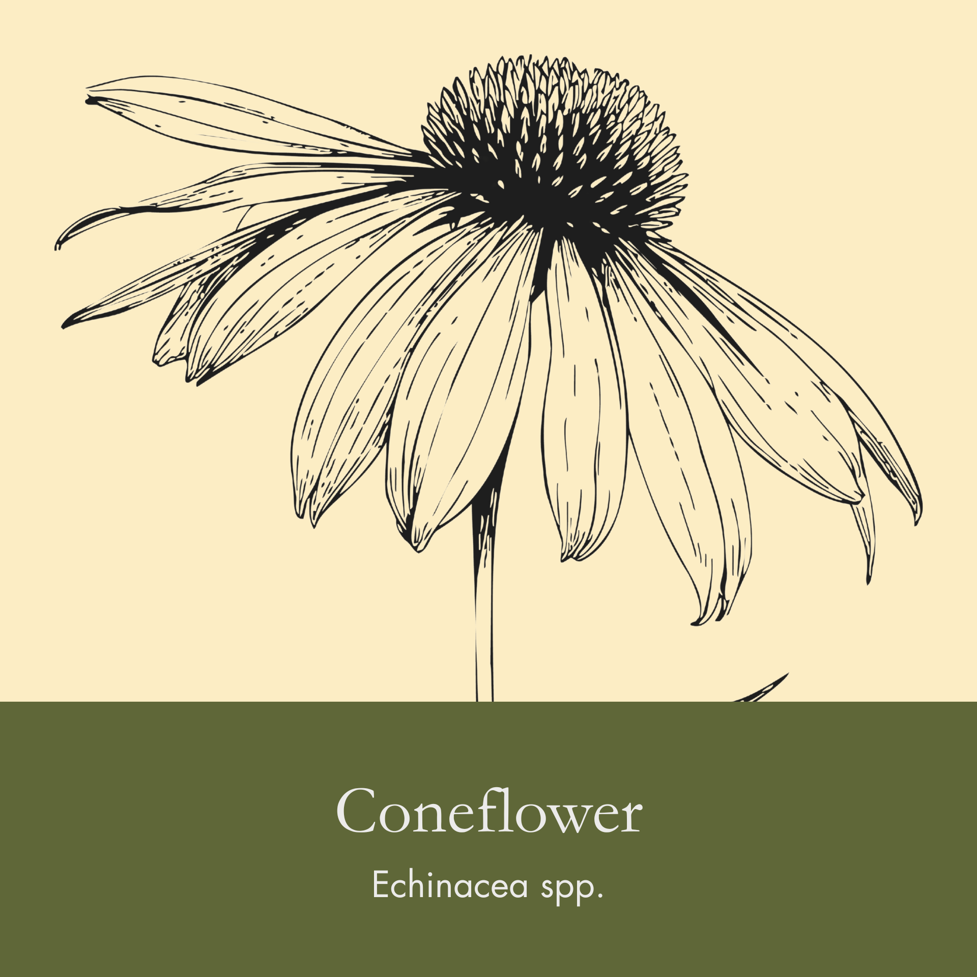Cone Flower.png