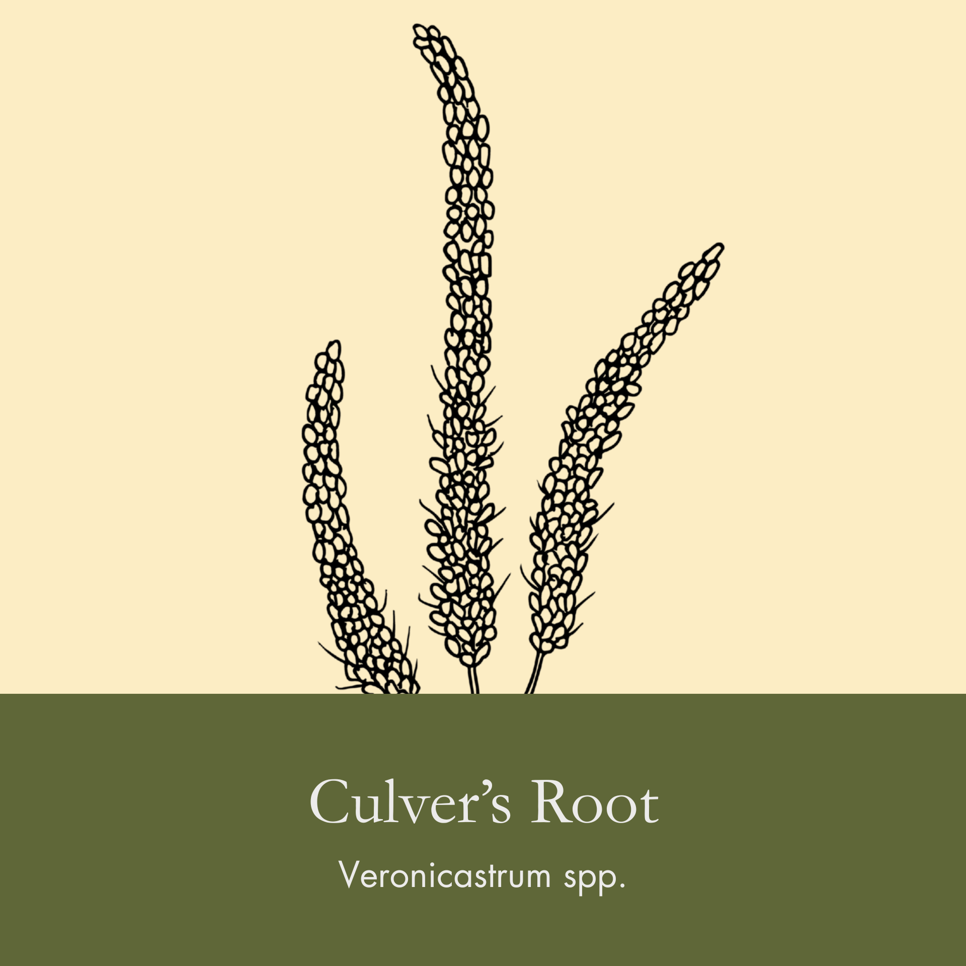 Culver's Root.png