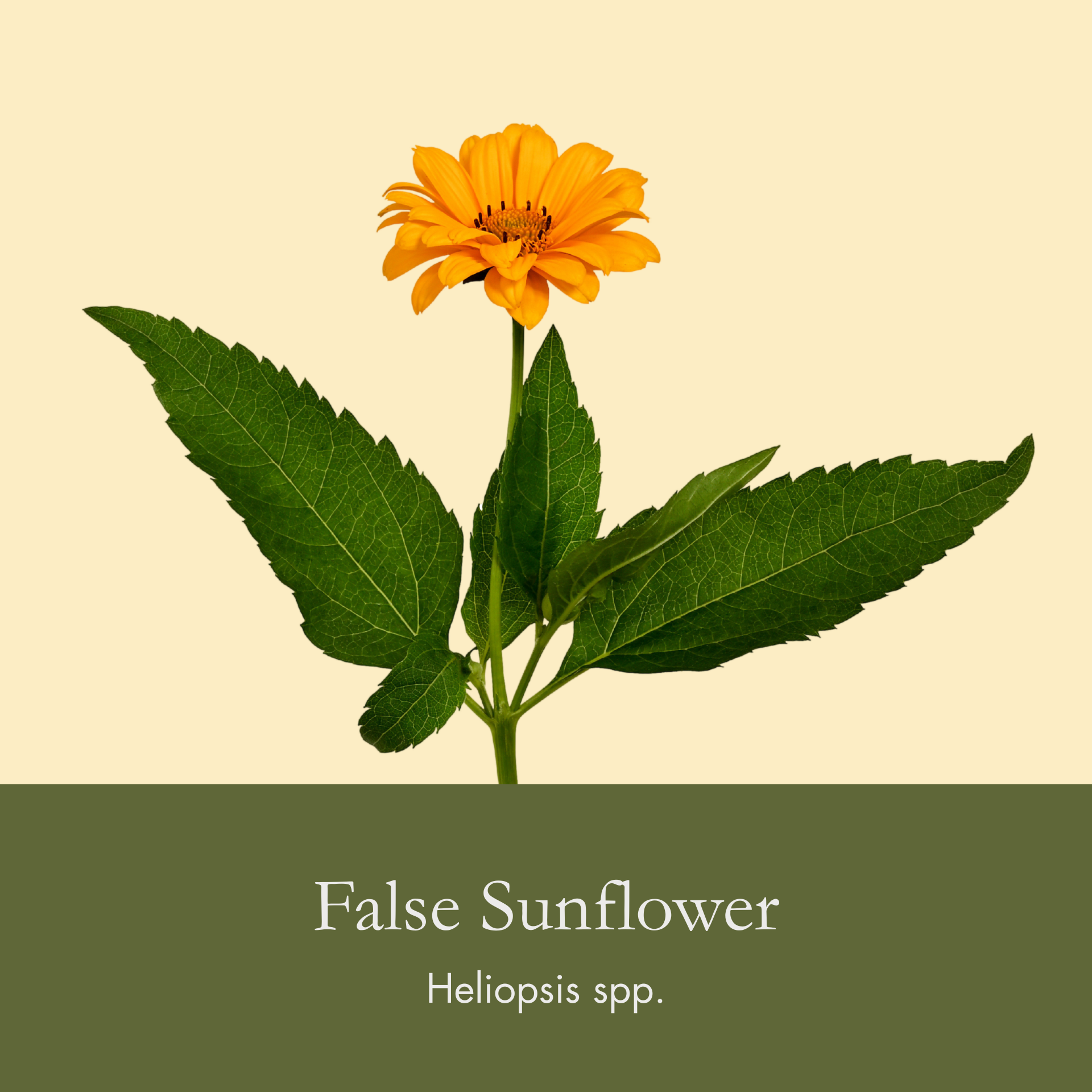 False Sunflower.png