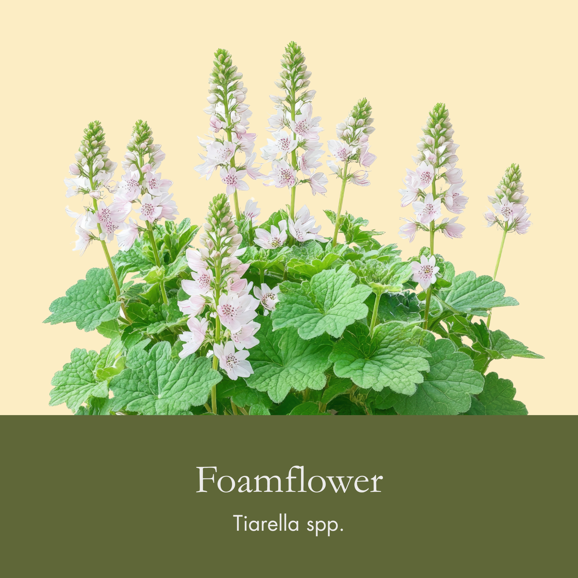 Foamflower.png