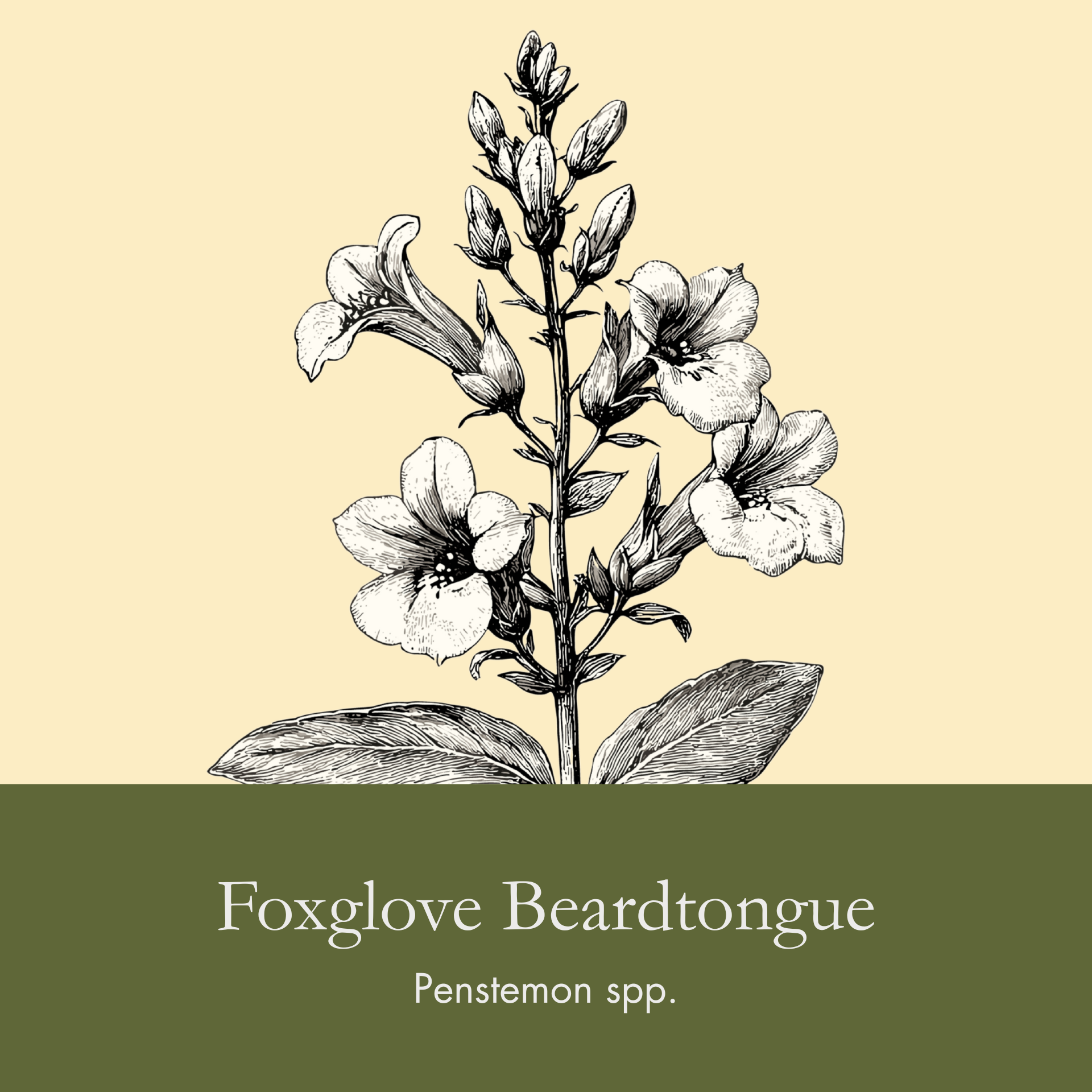Foxglove Beardtoungue.png
