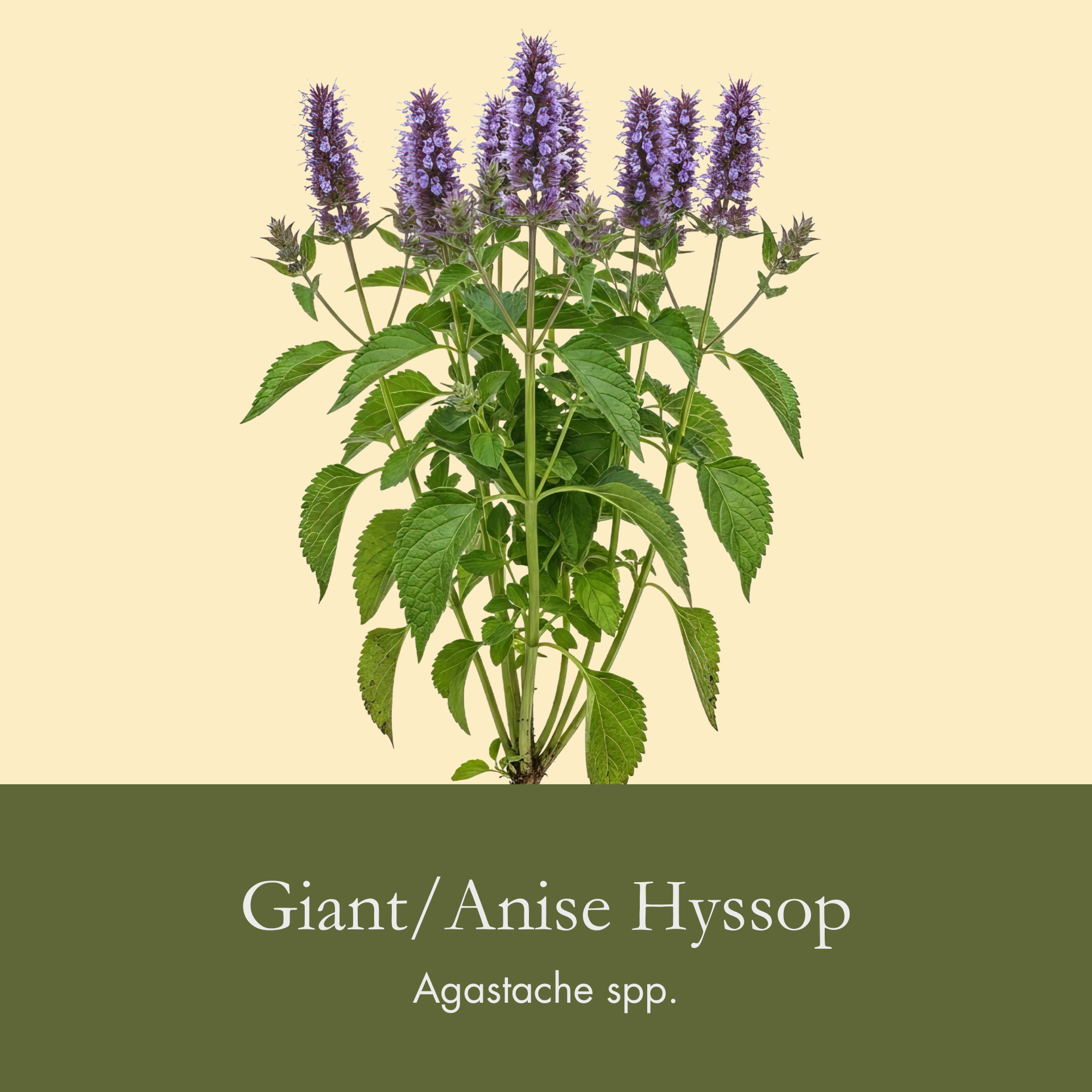 Giant Anise Hyssop.png