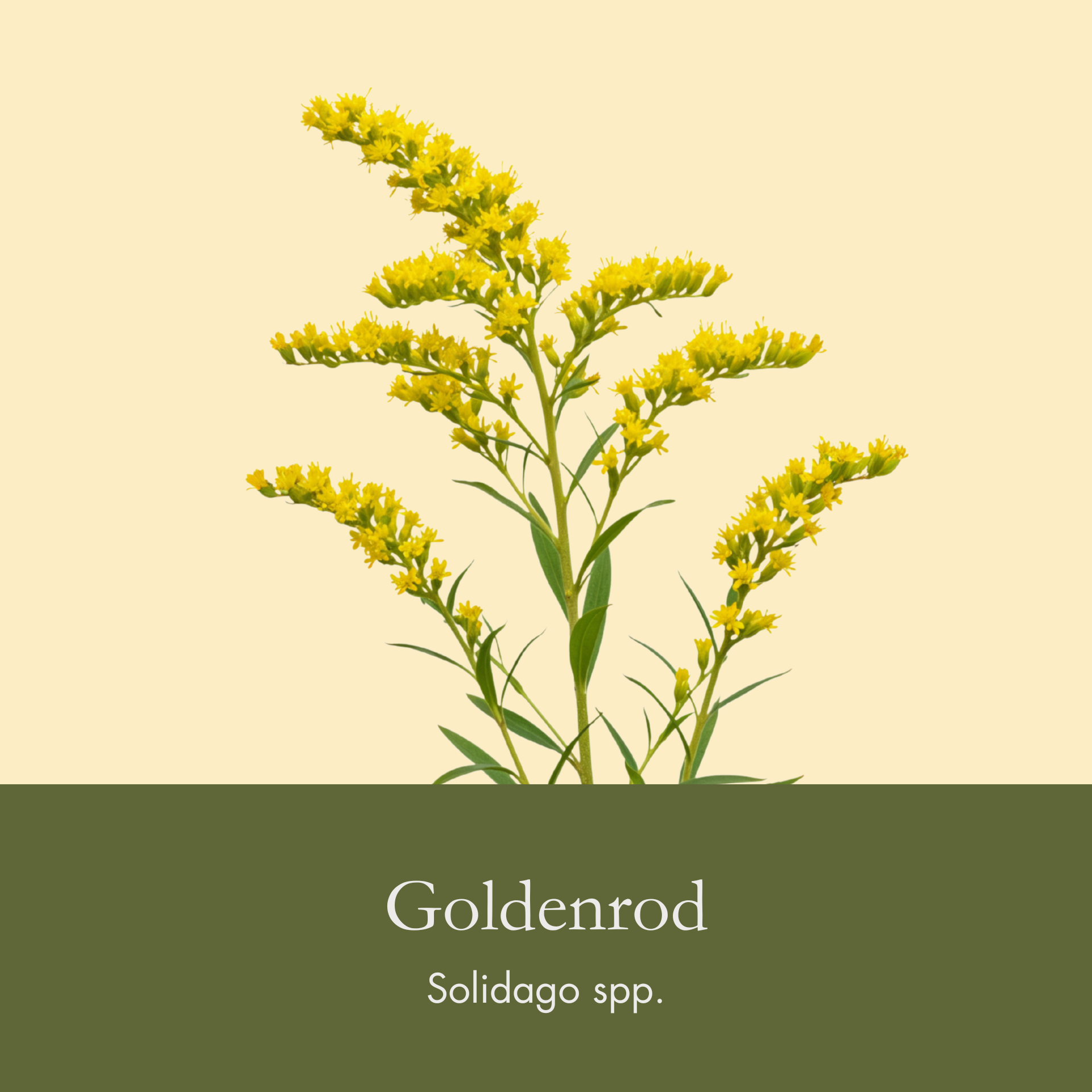 Goldenrod.png