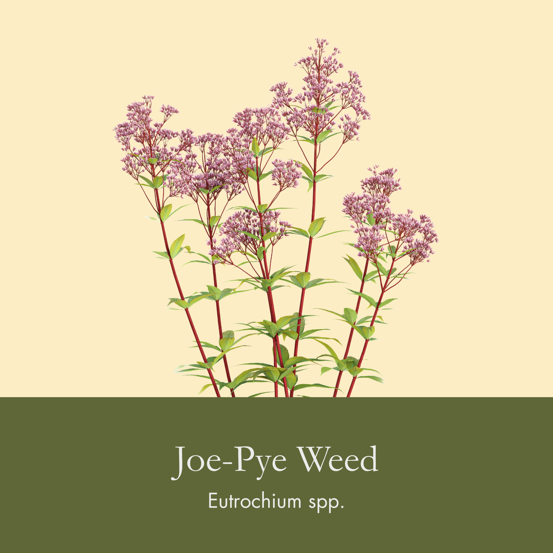 Joe-Pye Weed.png
