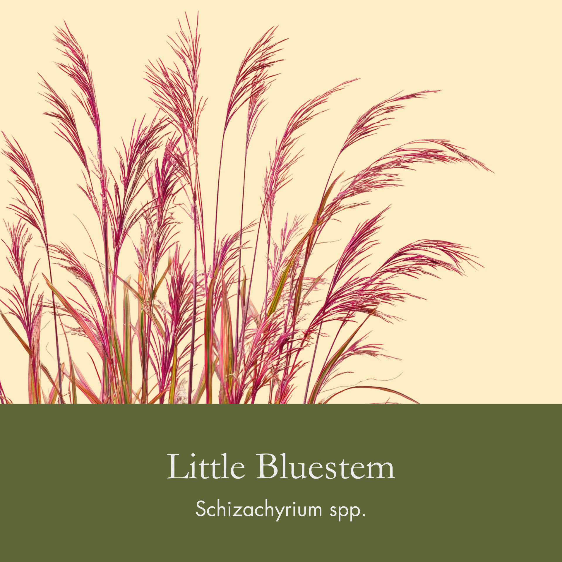Little Bluestem.png